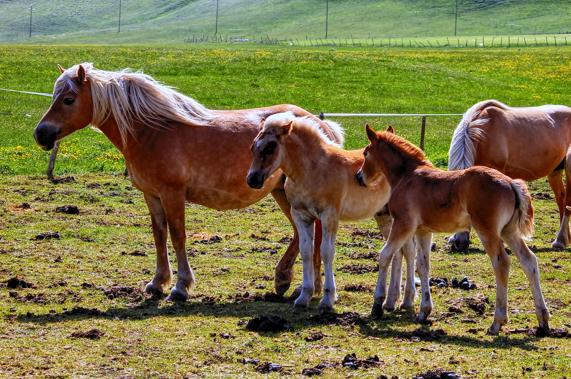 I cavalli di Castelluccio