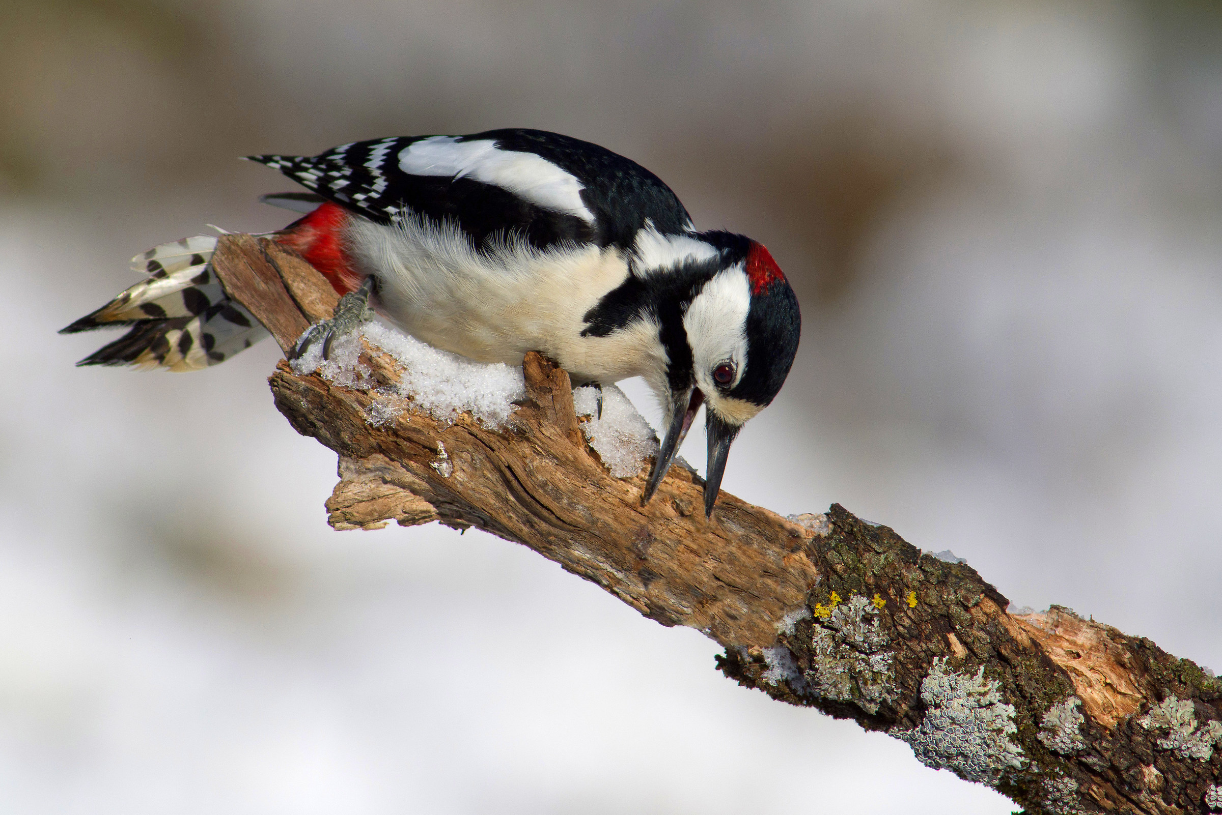 Picchio rosso maggiore