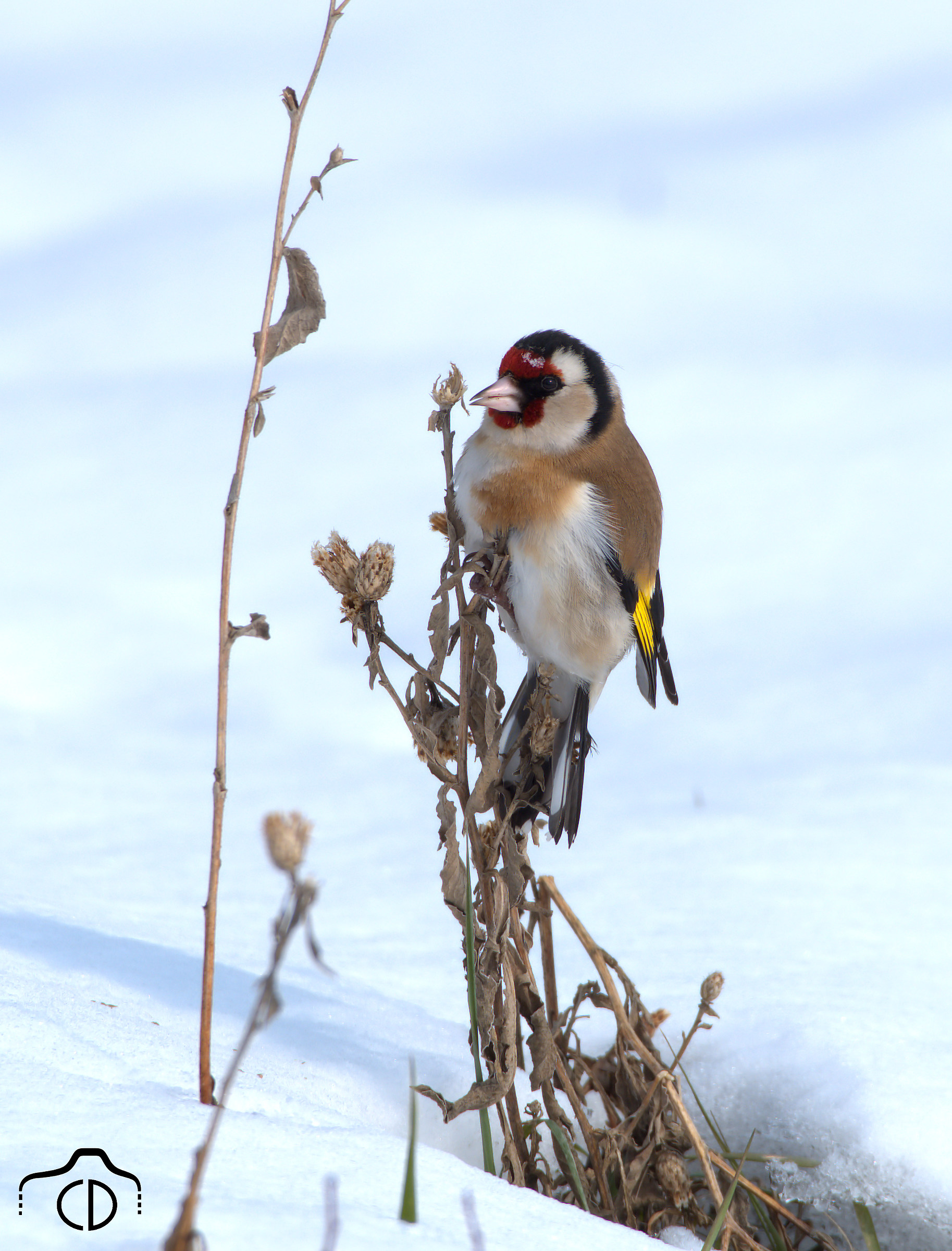 Goldfinch