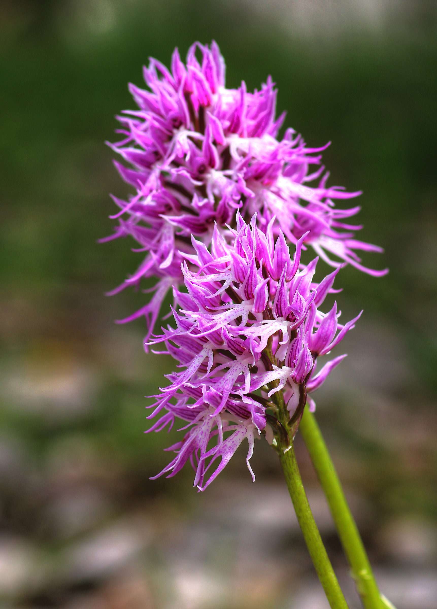 Orchis italica