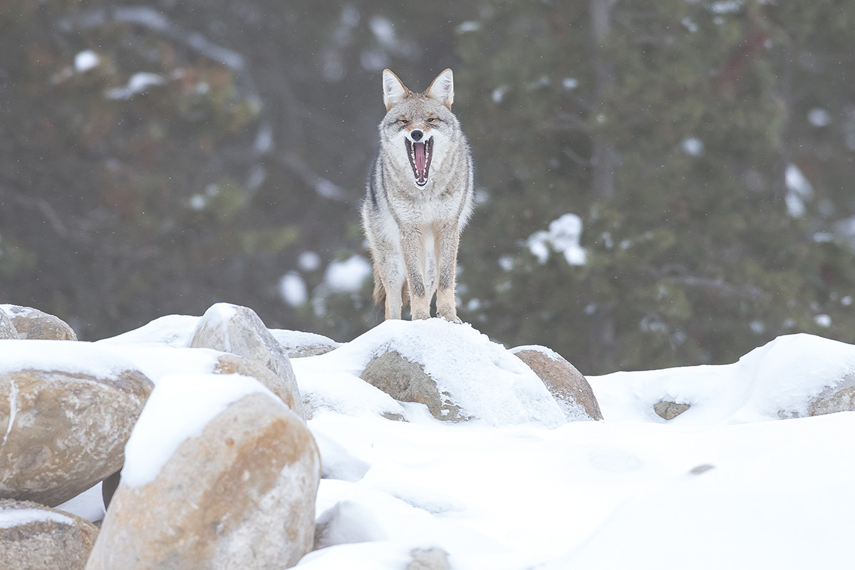 Lo sbadiglio del Coyote