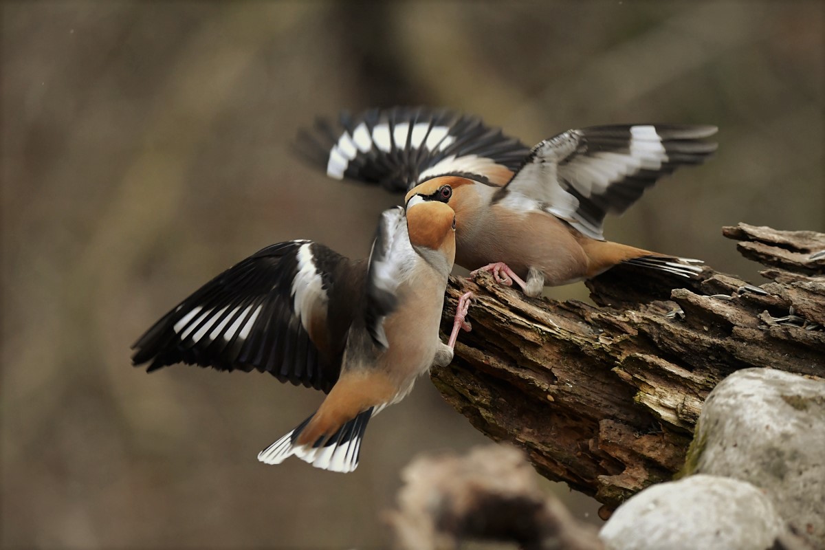 hawfinches