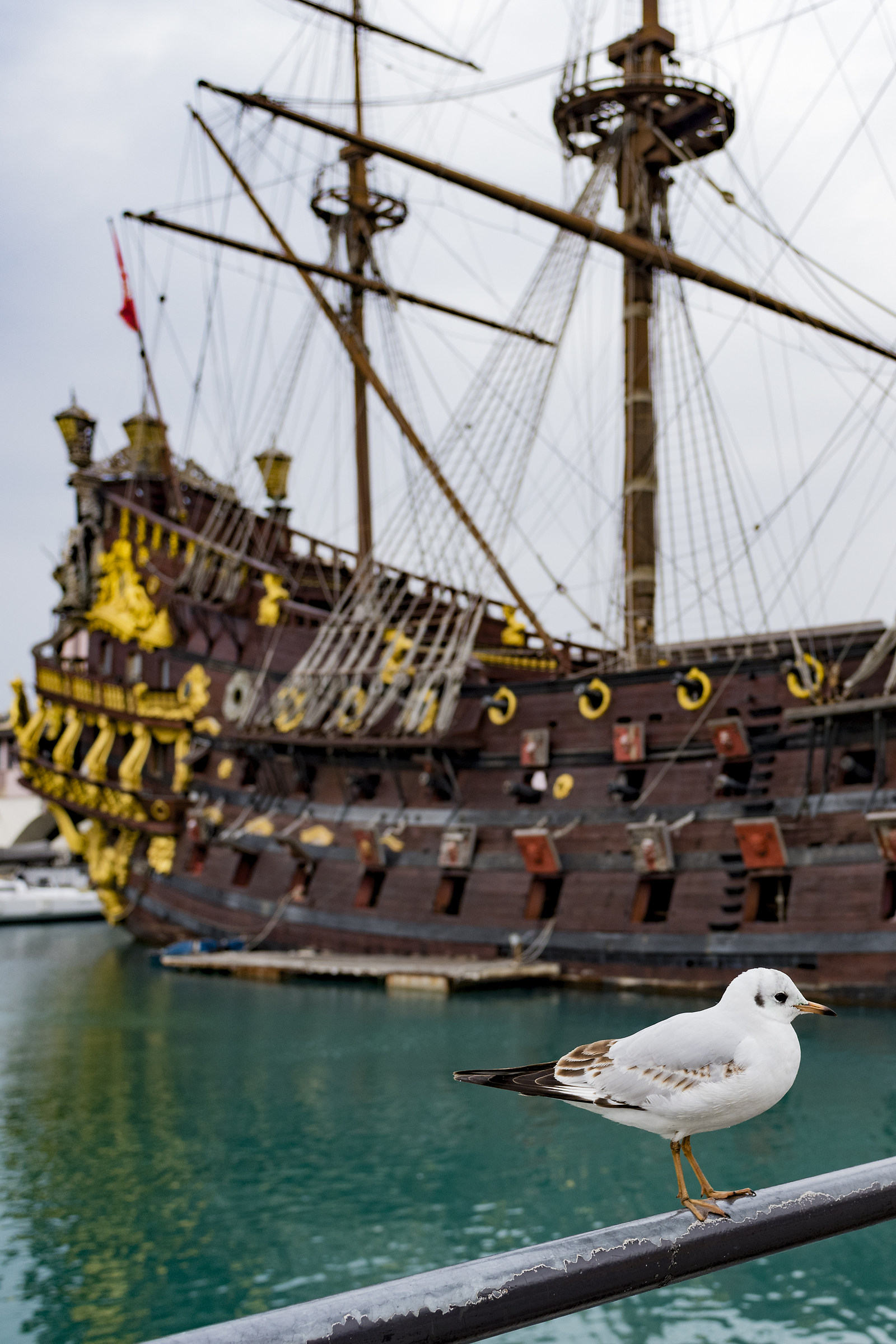 Seagull with the background of the Neptune (galeone) (ge)