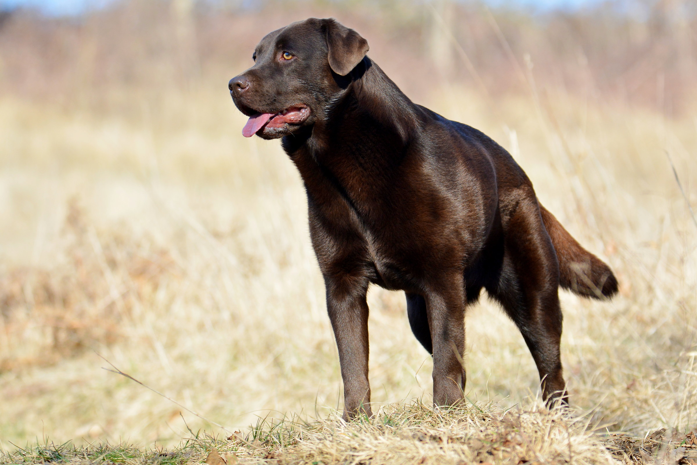labrador