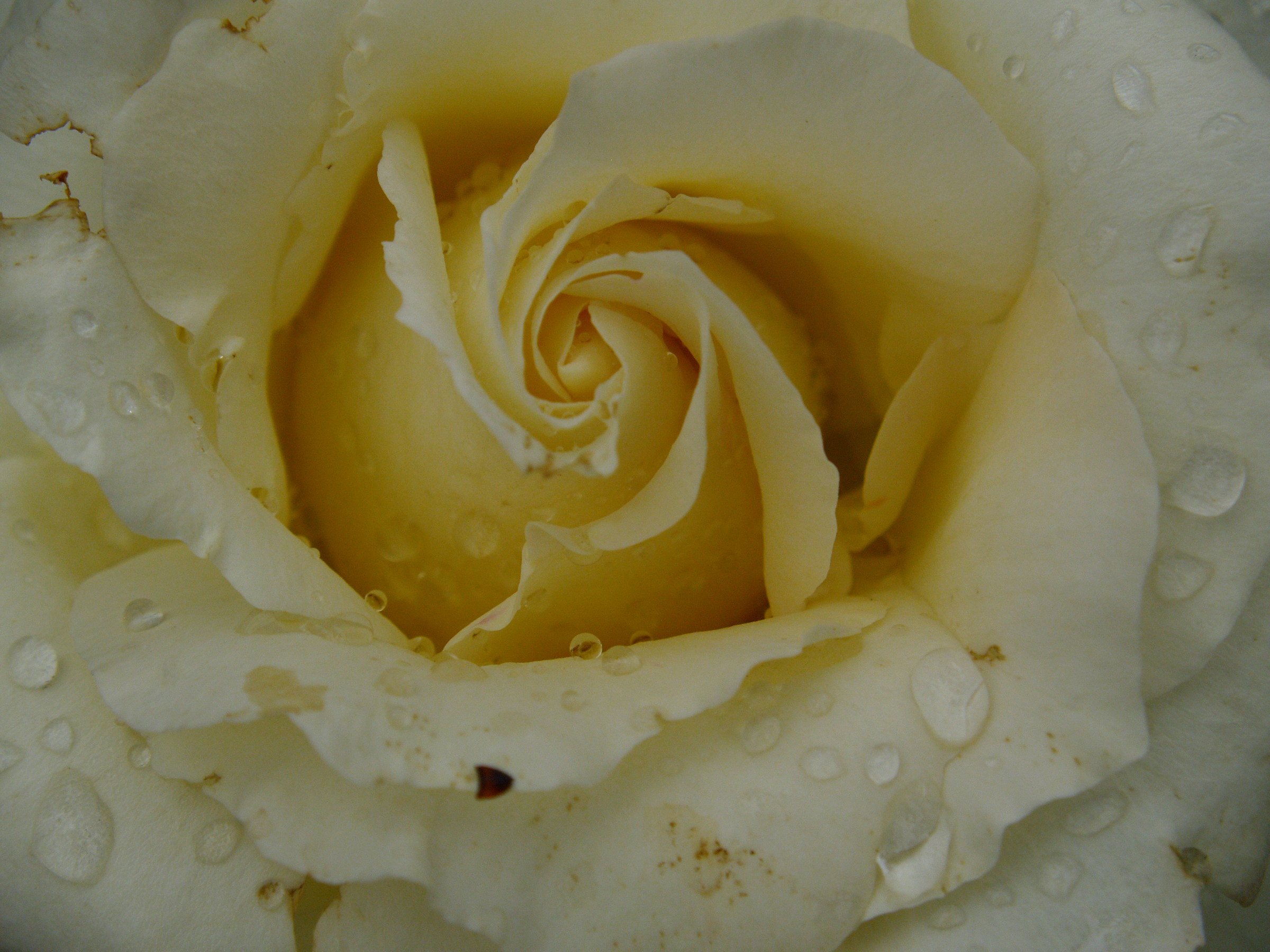 the rose and the dew