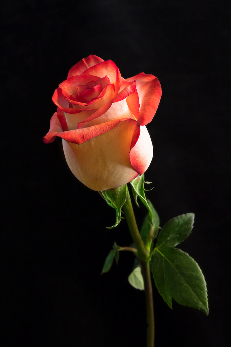 sulla via del tramonto