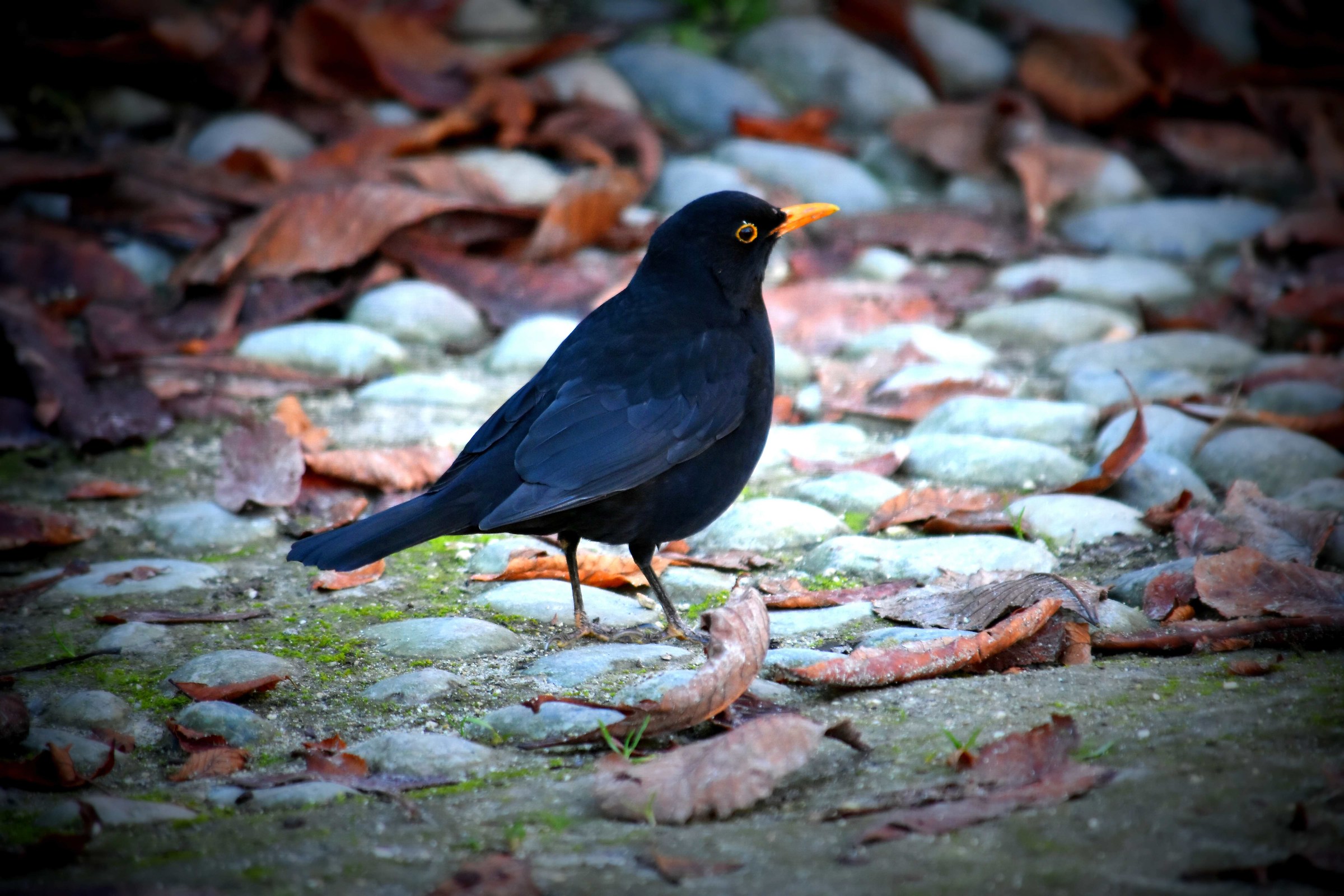 Blackbird descended from the walkway of the Castello Sforzes...