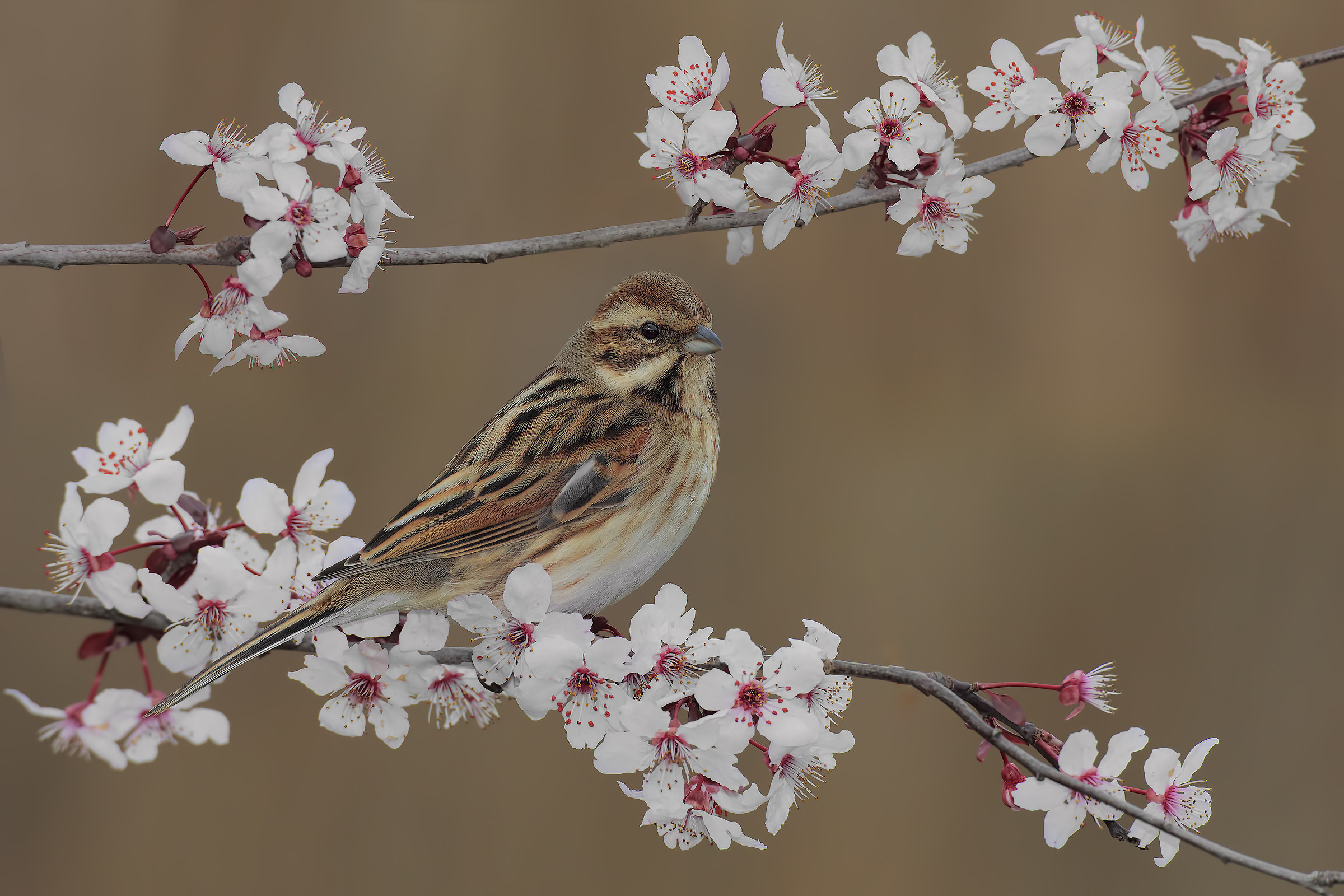 accenni di primavera