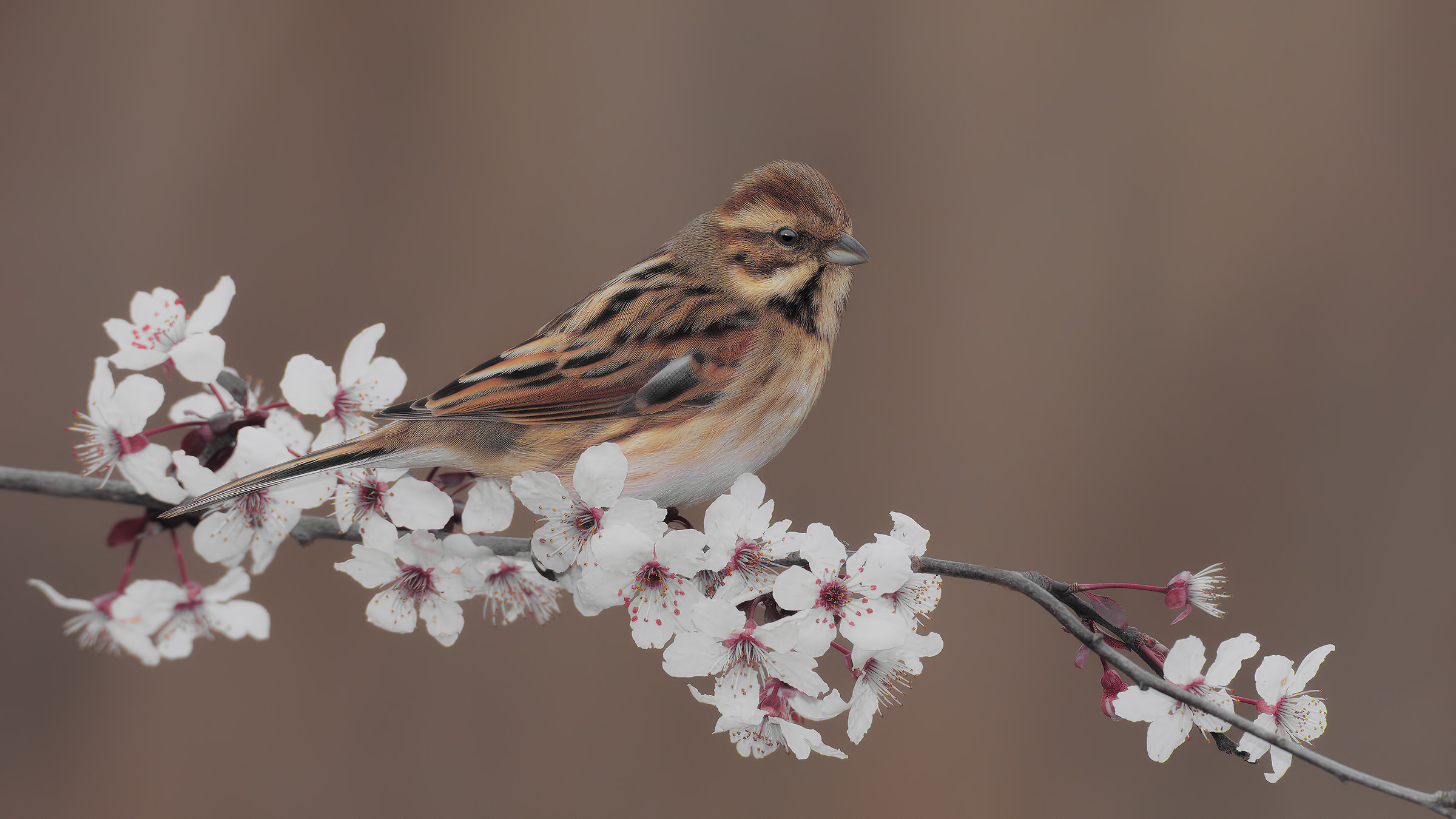 accenni di primavera2