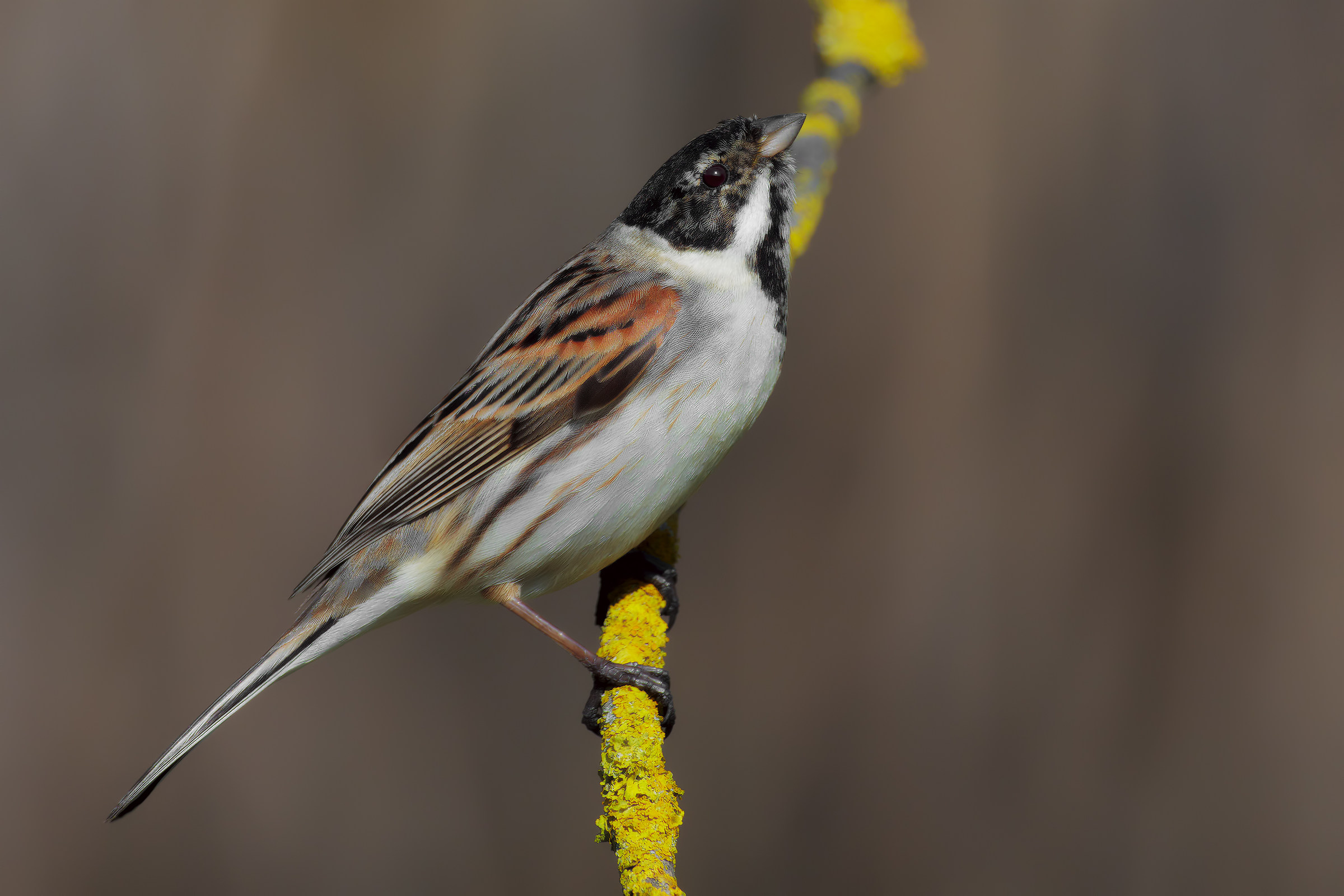 migliarino di palude maschio