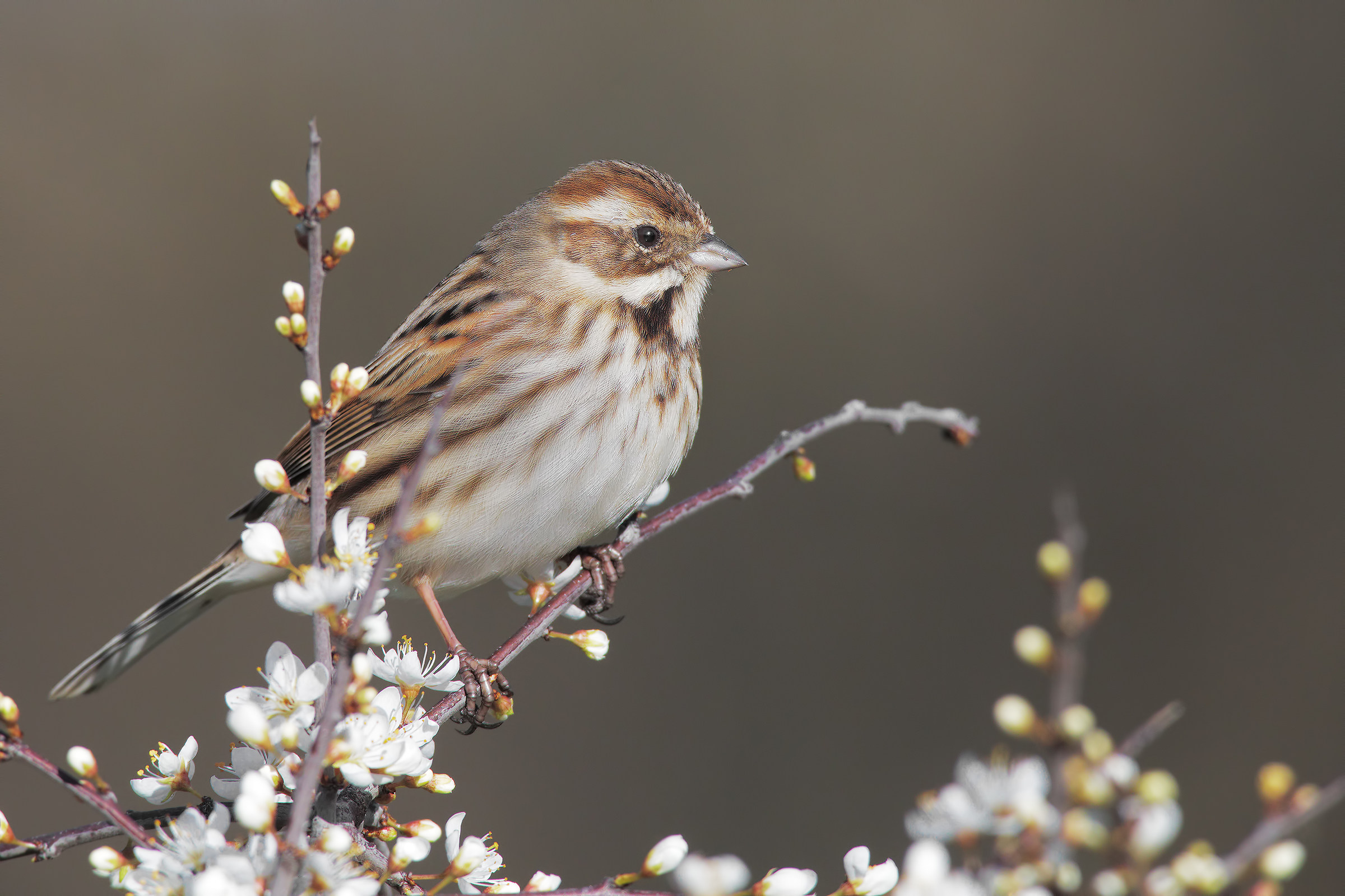 accenni di primavera3