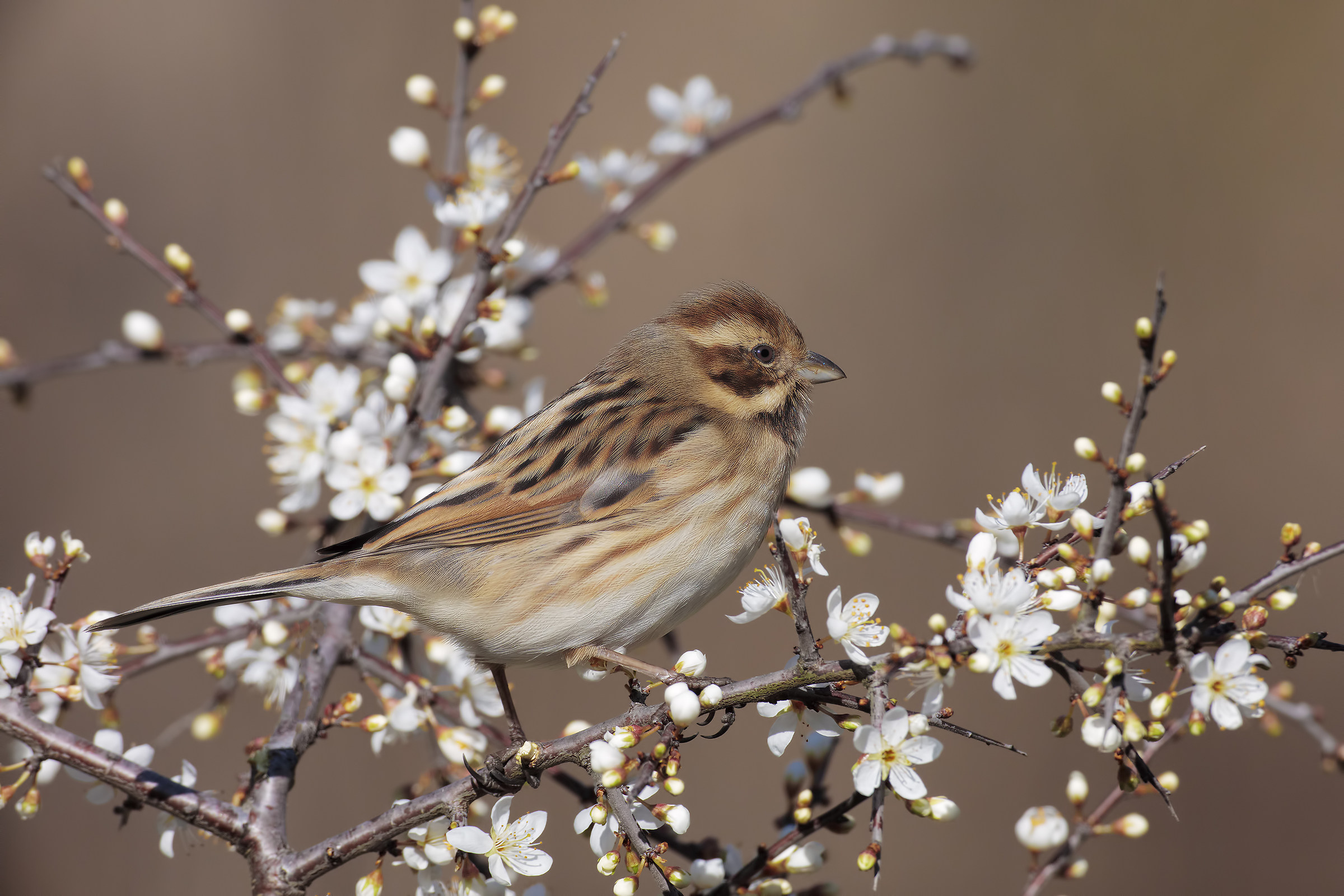 accenni di primavera4