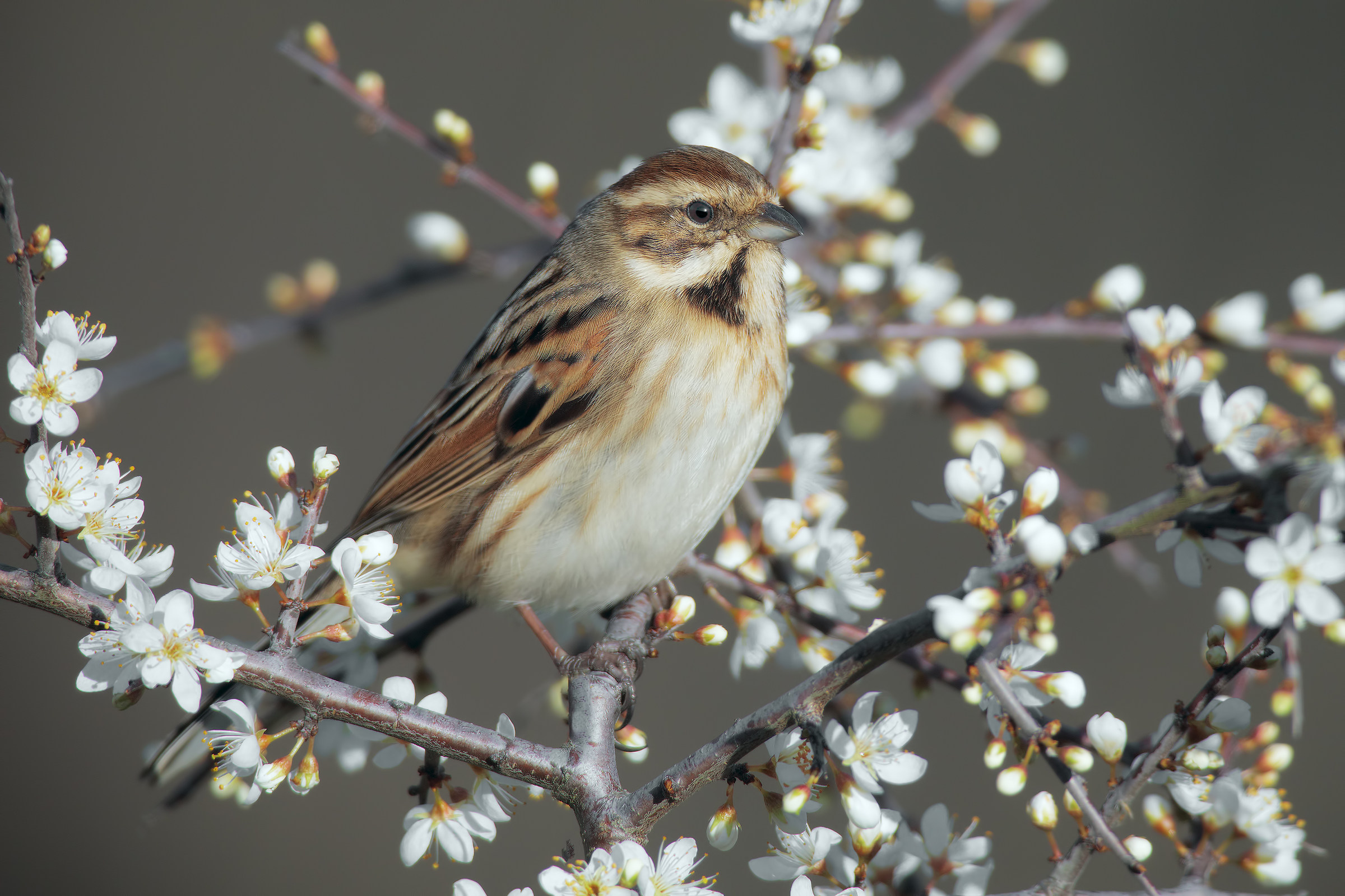 accenni di primavera5