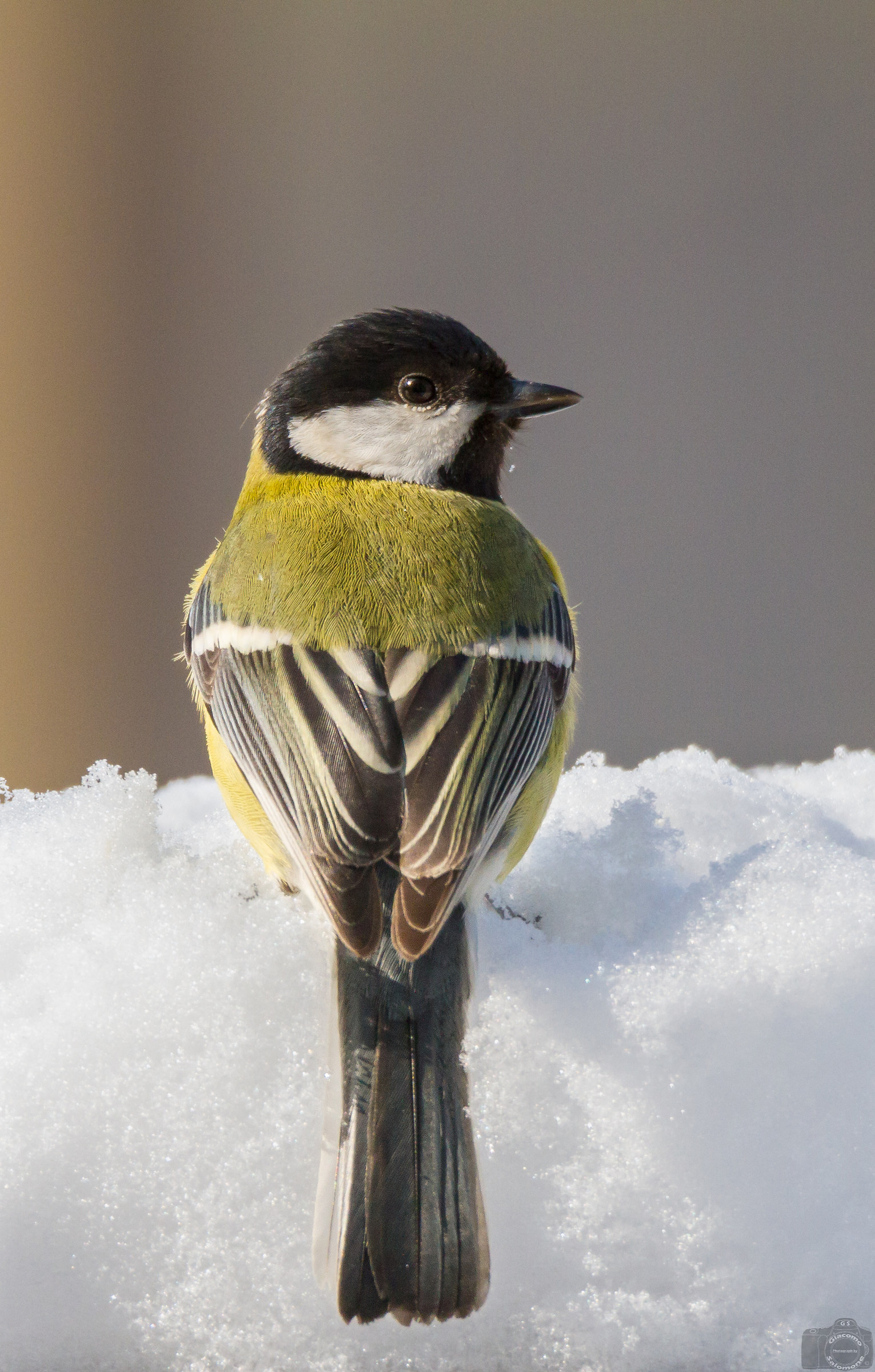 Great tit and the snow.