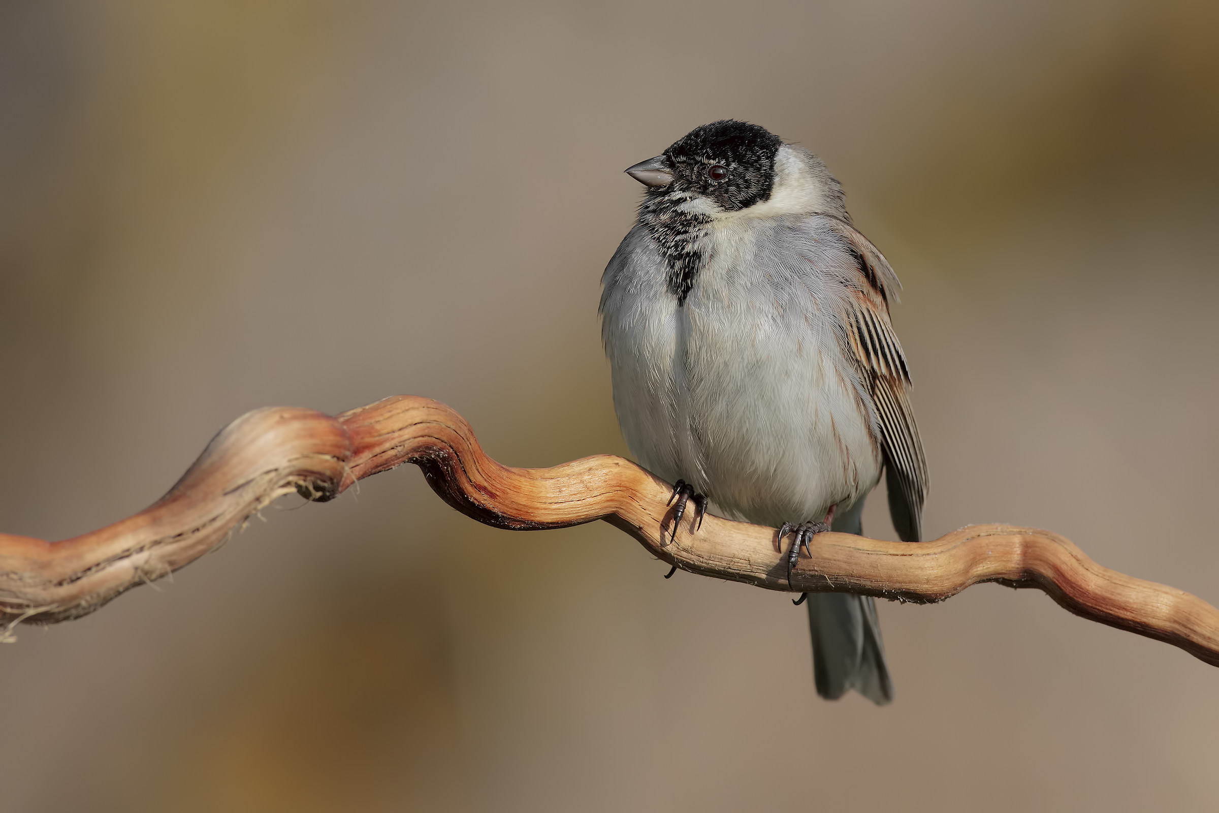 migliarino di palude maschio3