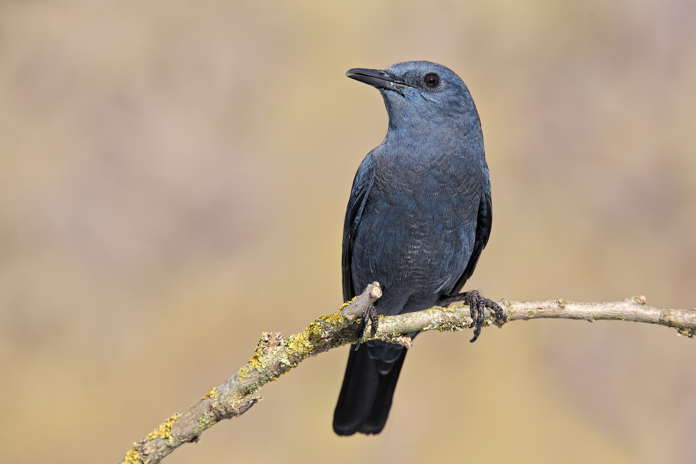 Monticola solitarius 4K