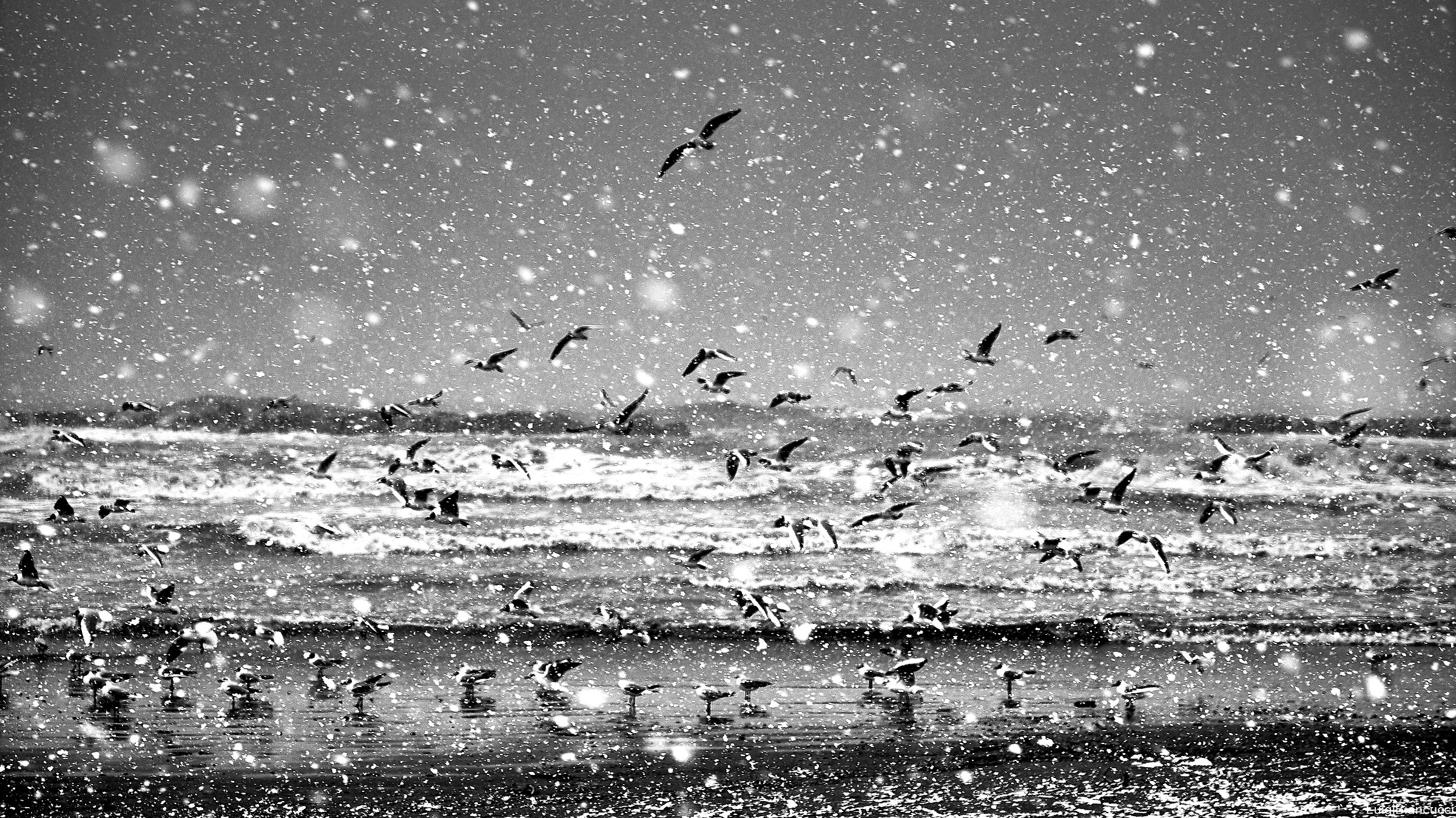 Sea In winter with snow.