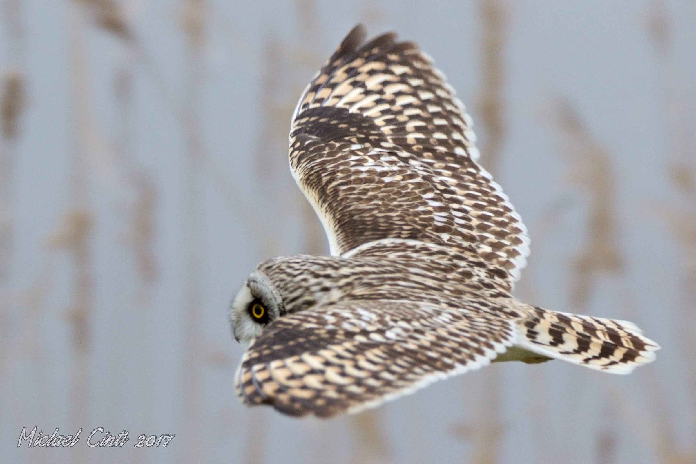 Gufo di palude in volo