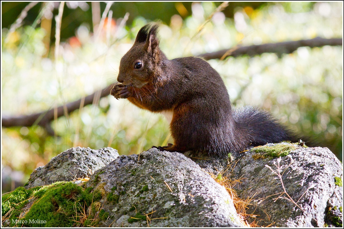 Sciurus vulgaris fuscoater - Scoiattolo comune