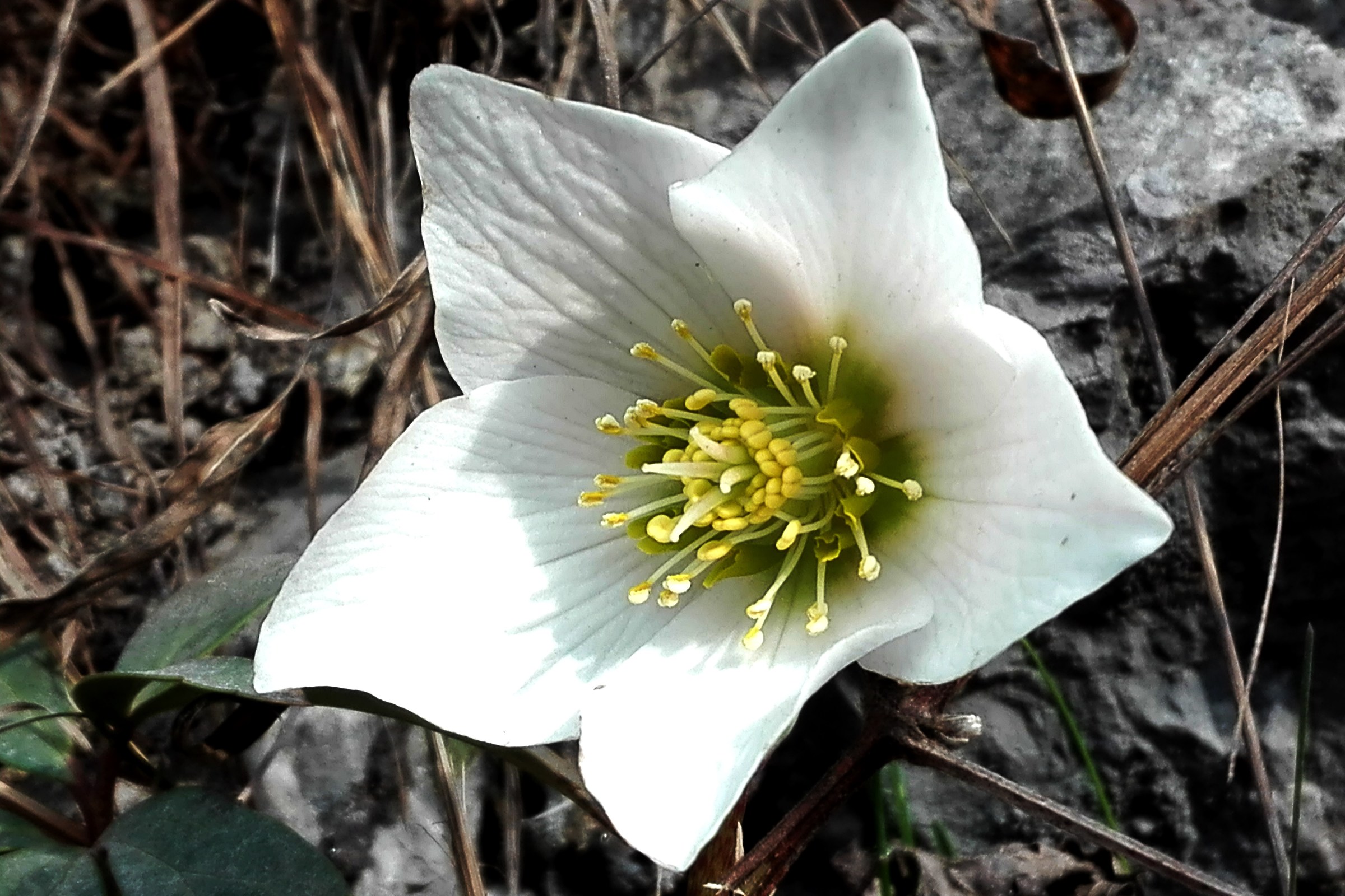 il bocaneve in piena fioritura