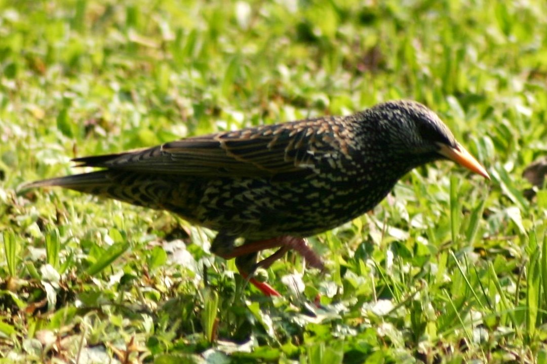 the starling in the meadow