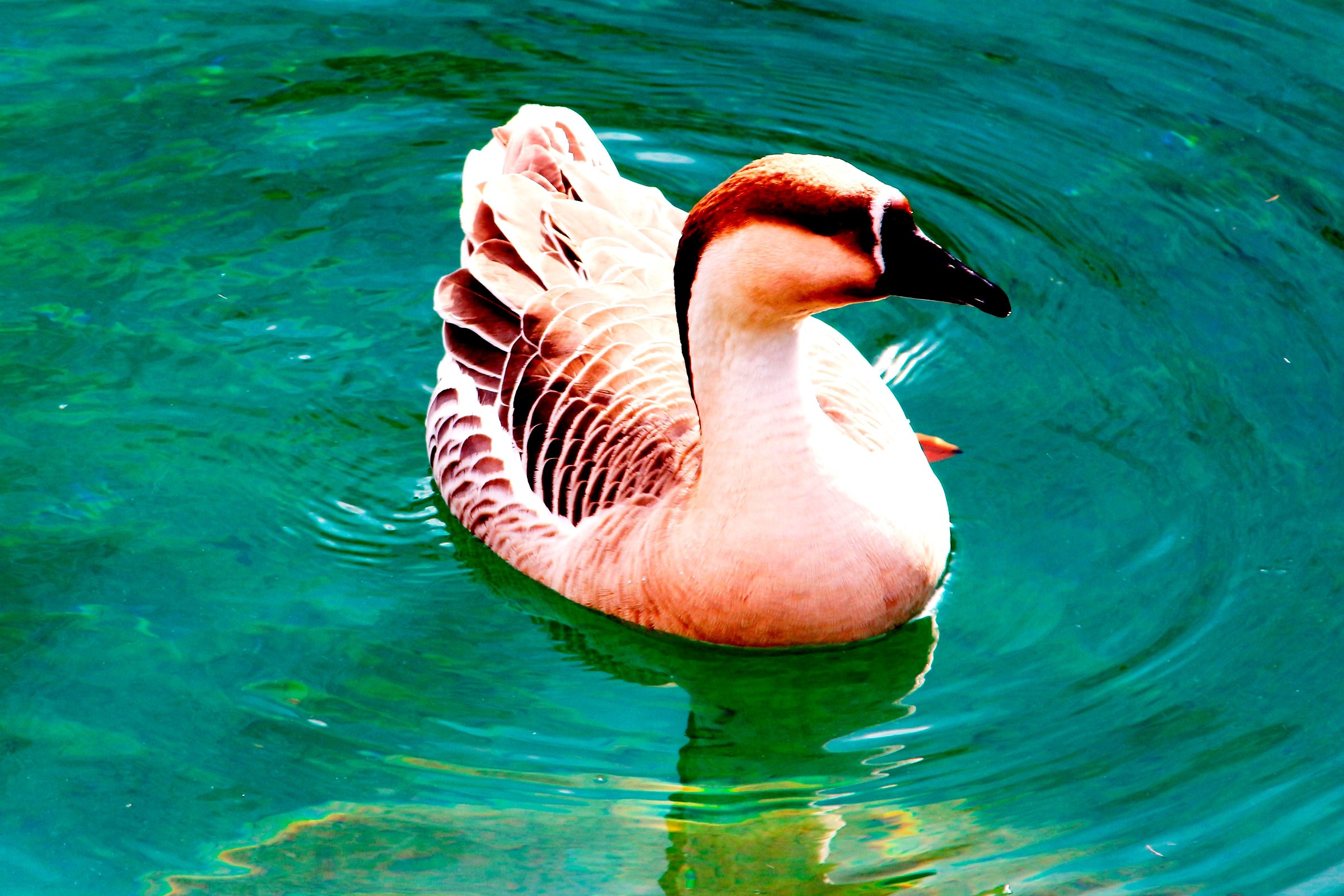 the goose in the clear water