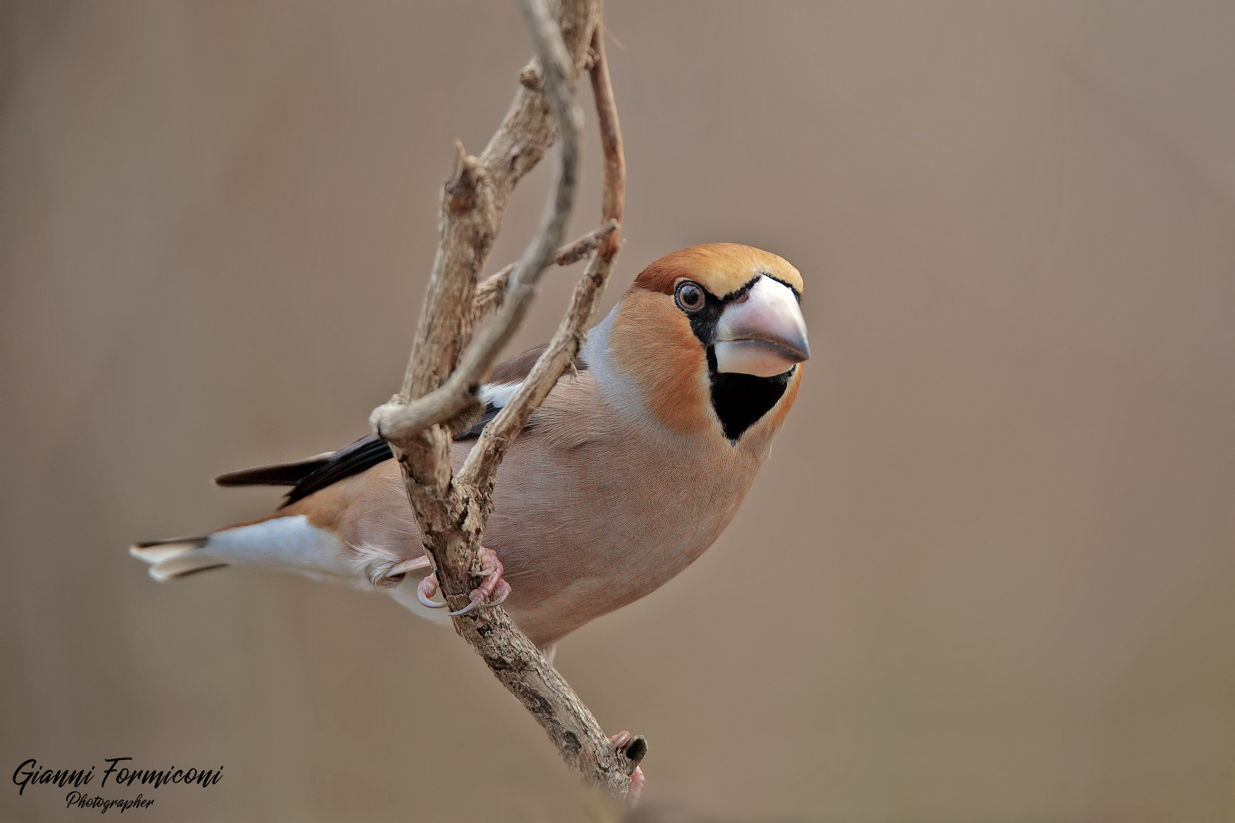 Frosone "equilibrista"