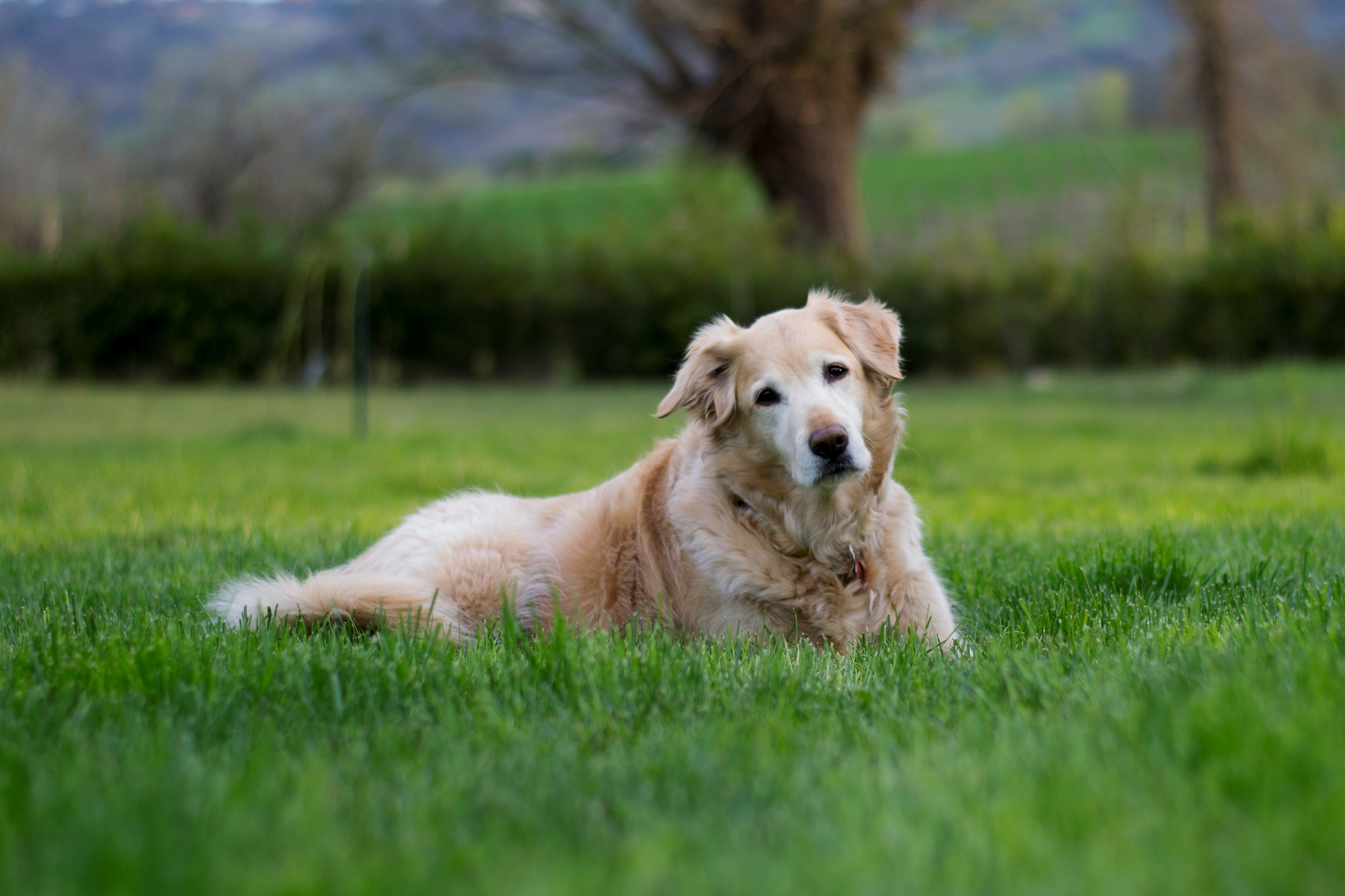 Qualcuno ha detto pappa?