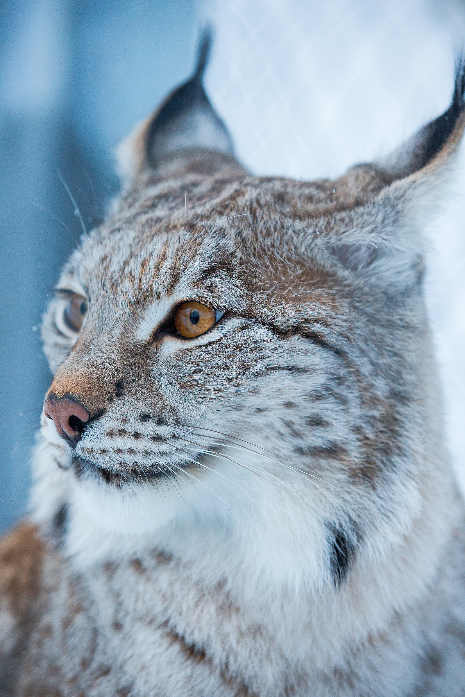 Lince