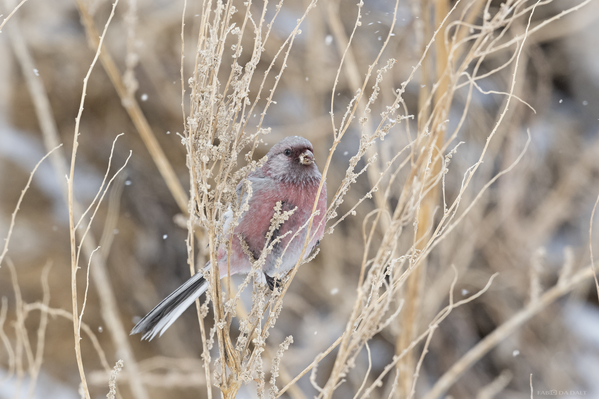 Sibertiano Bullfinch - Codalunga Pink Bullfinch