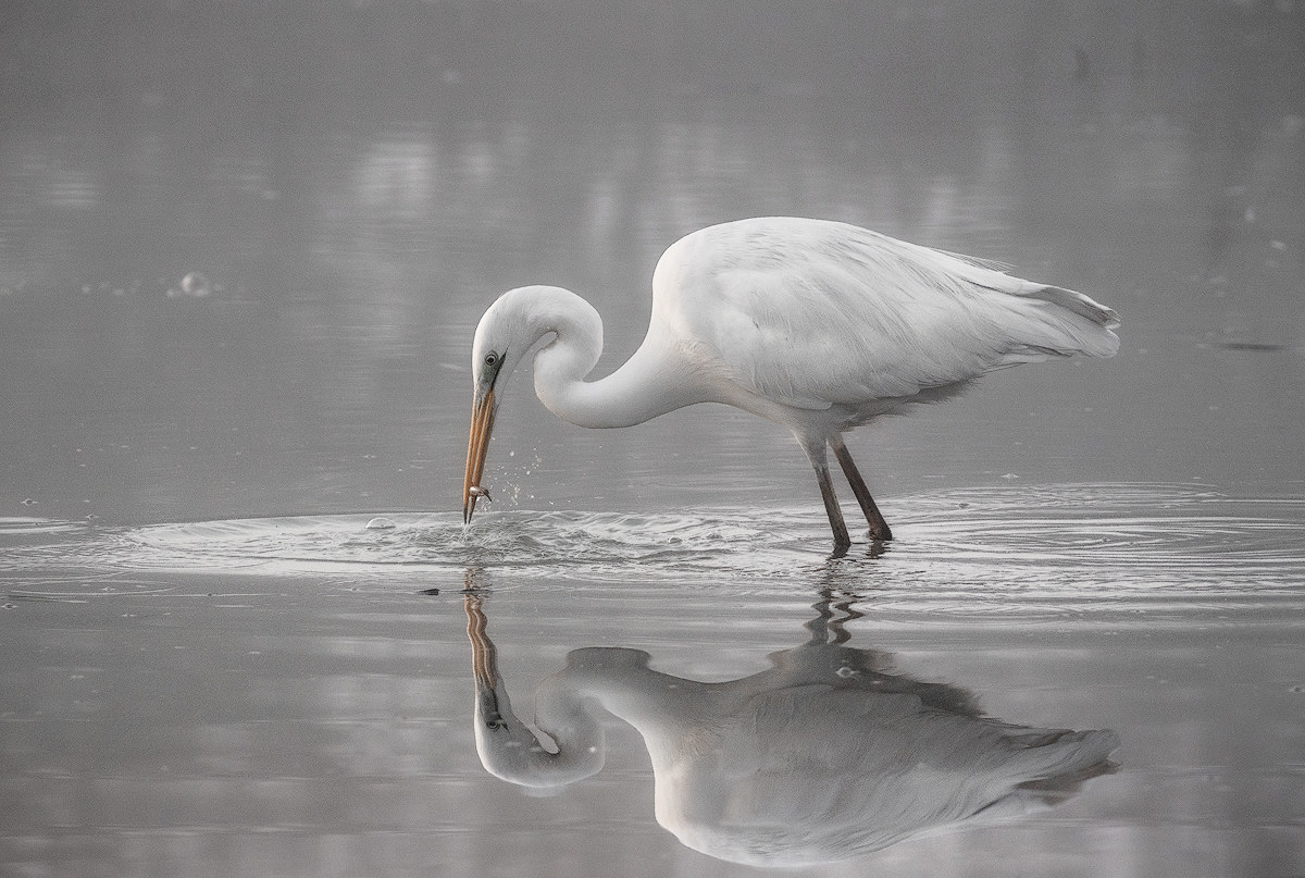 Una caccia riflettuta
