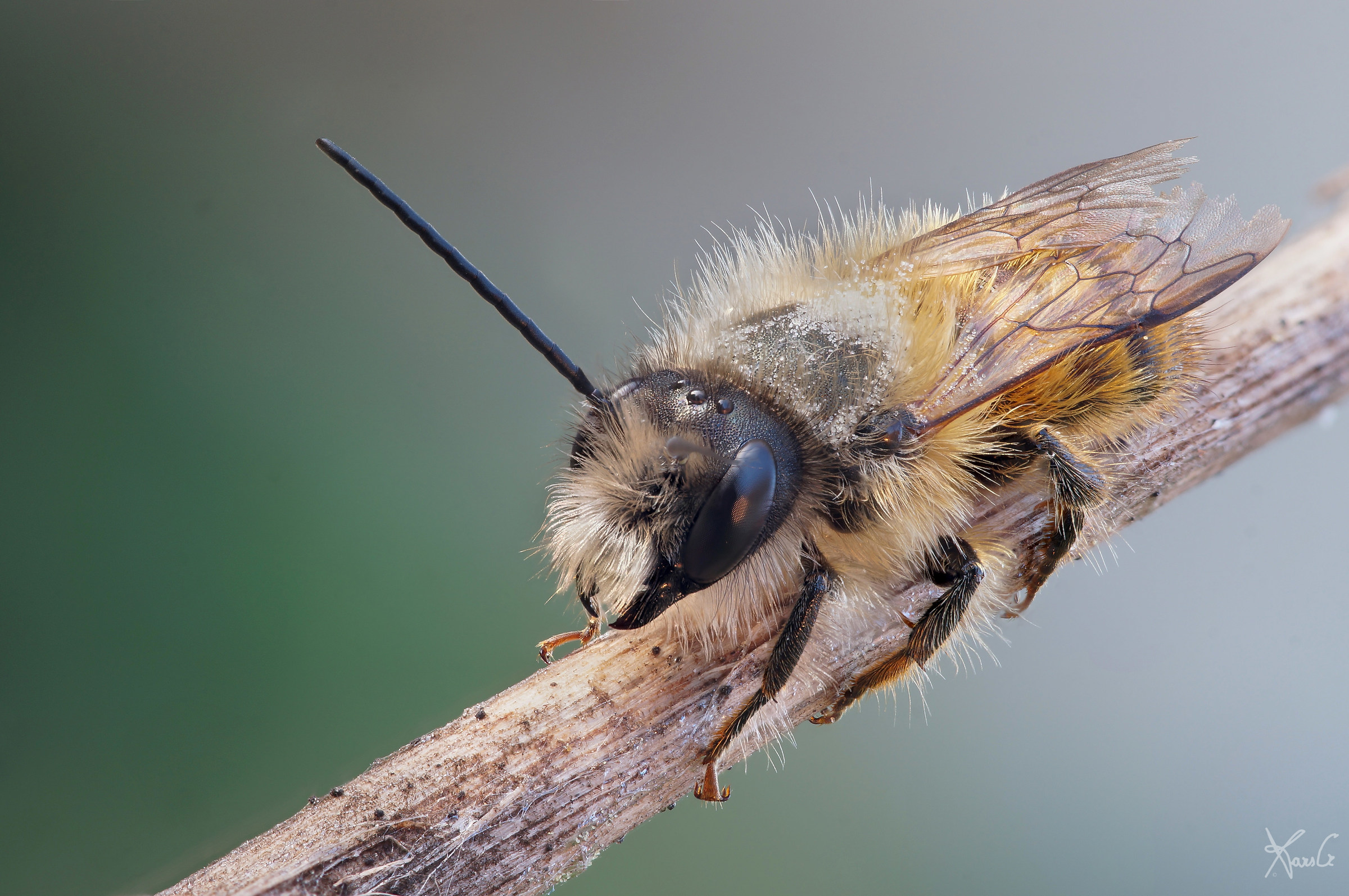Two horned Osmia