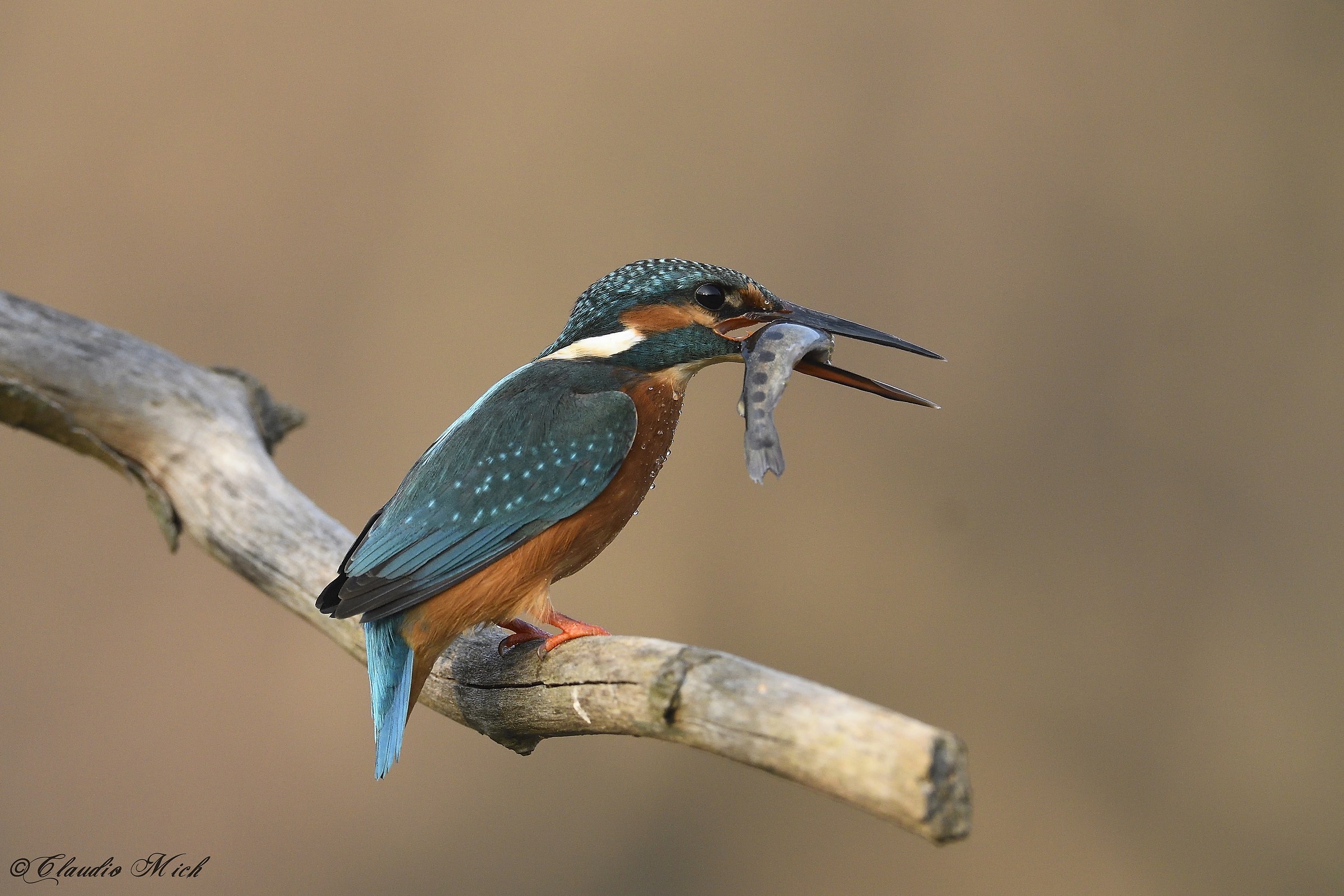 Martin pescatore con preda