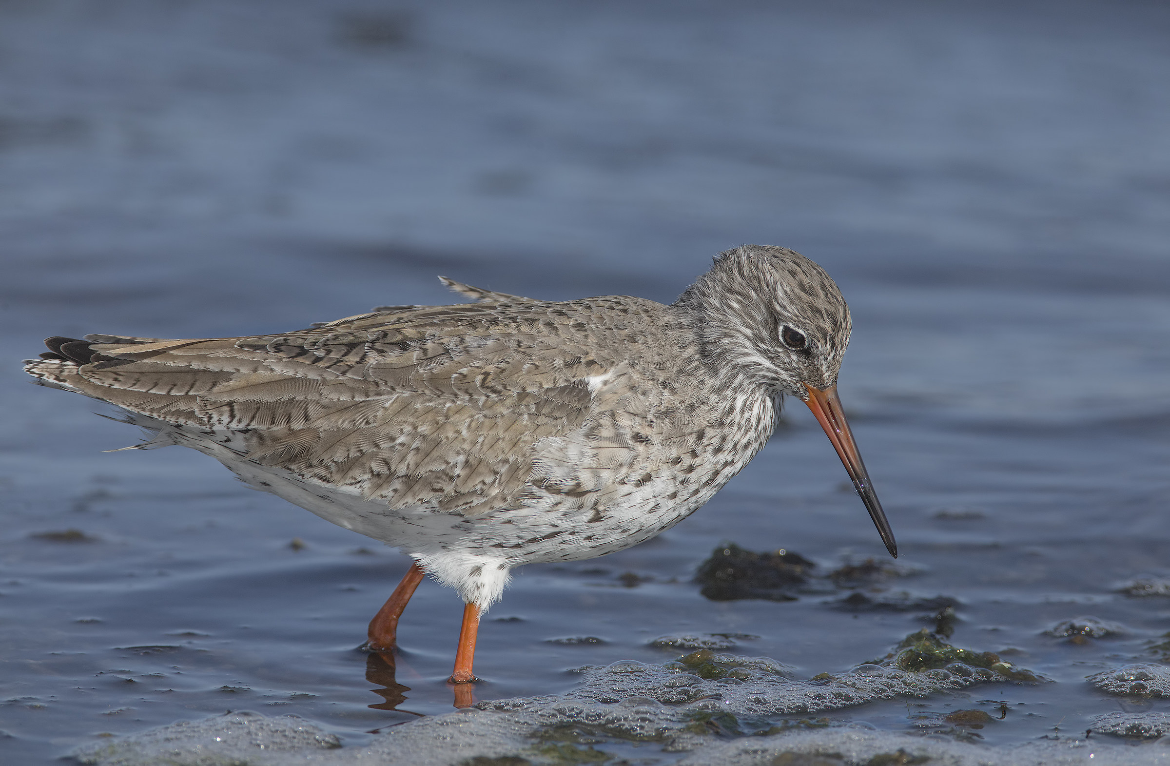 gossipy (tringa totanus)