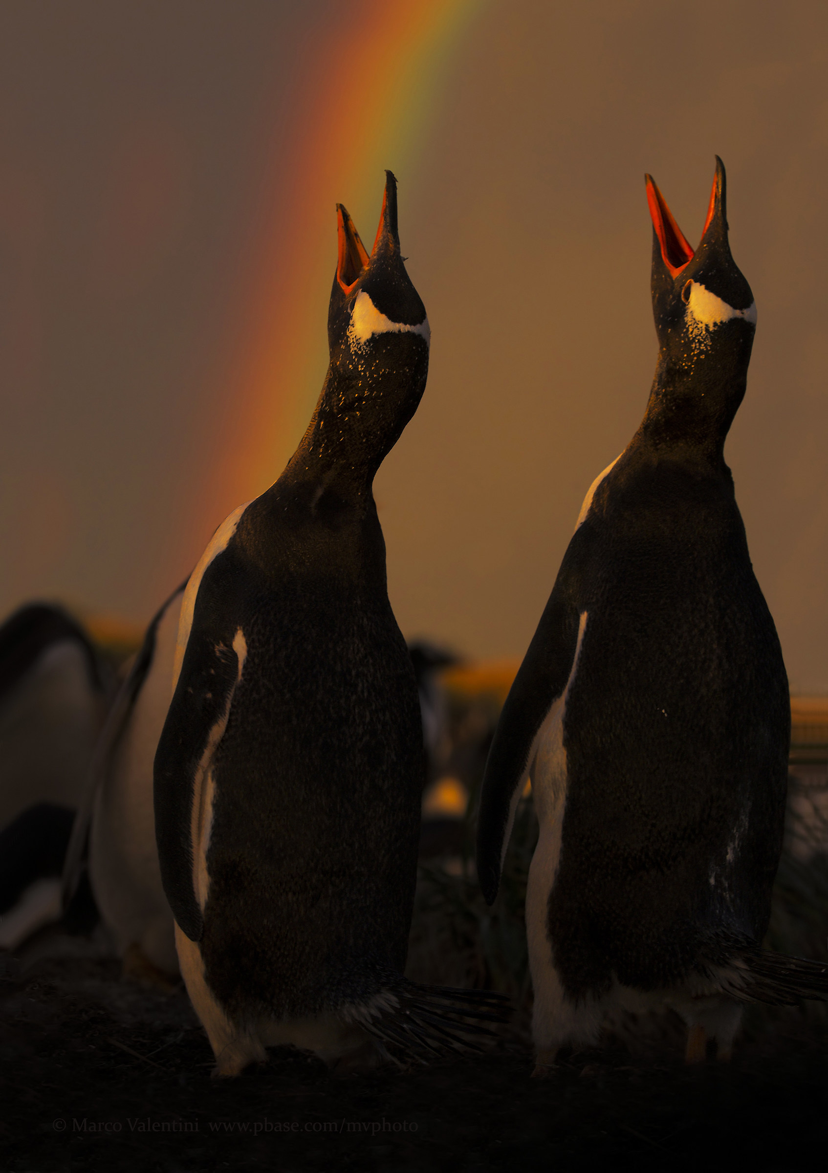 The song to the rainbow