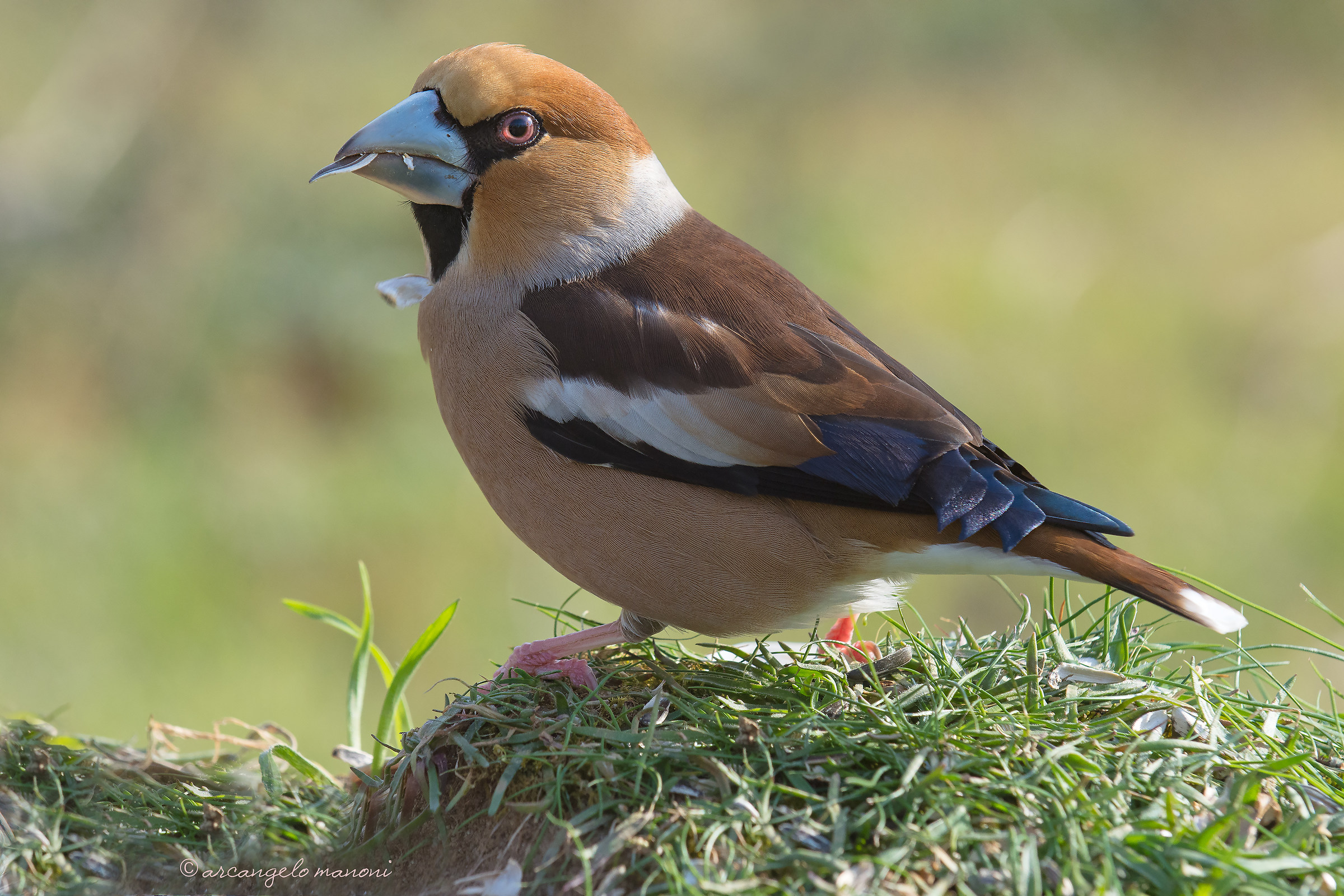 Hawfinch: particular signs' 'color of the indigo eye...