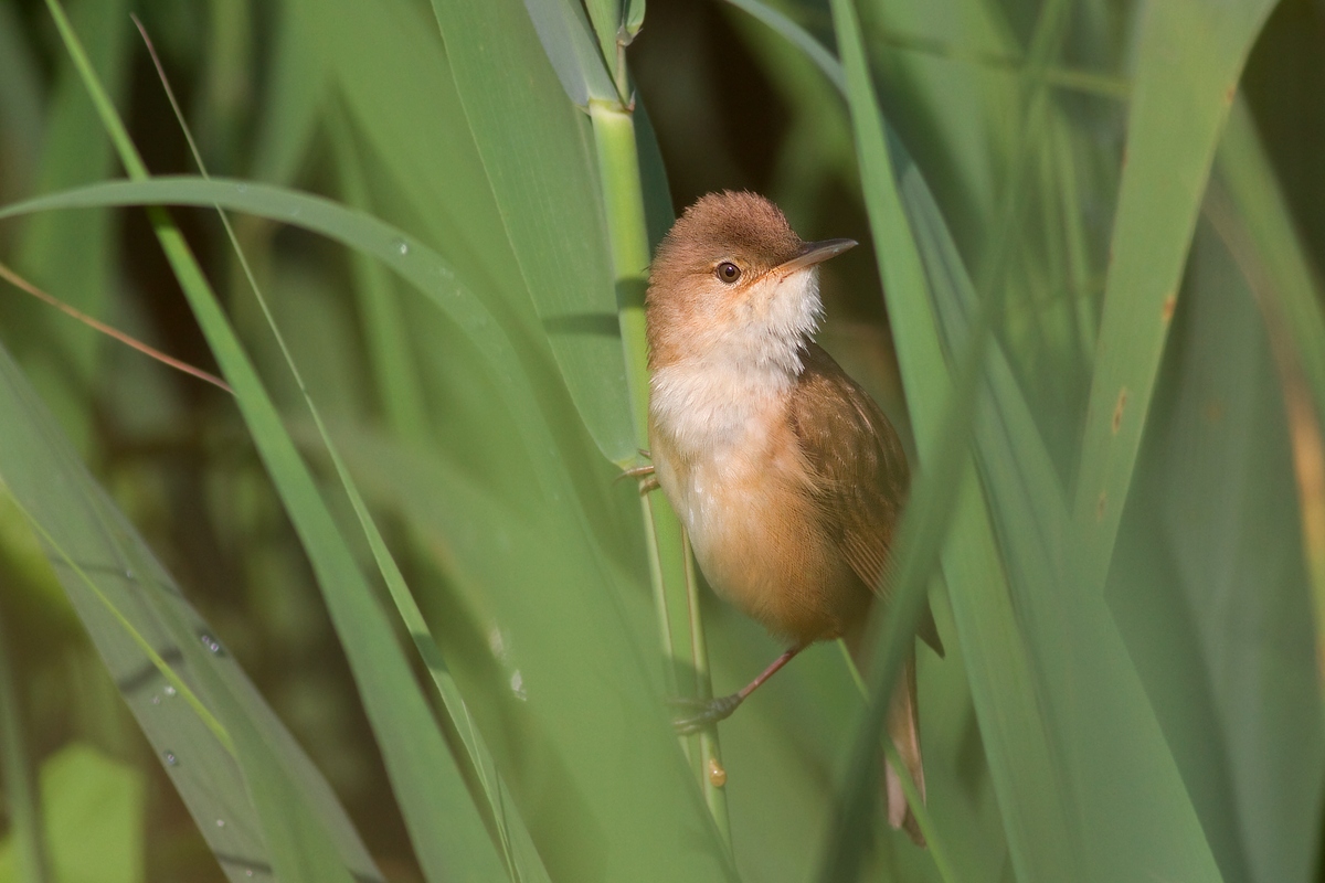 Cannaiola in the green