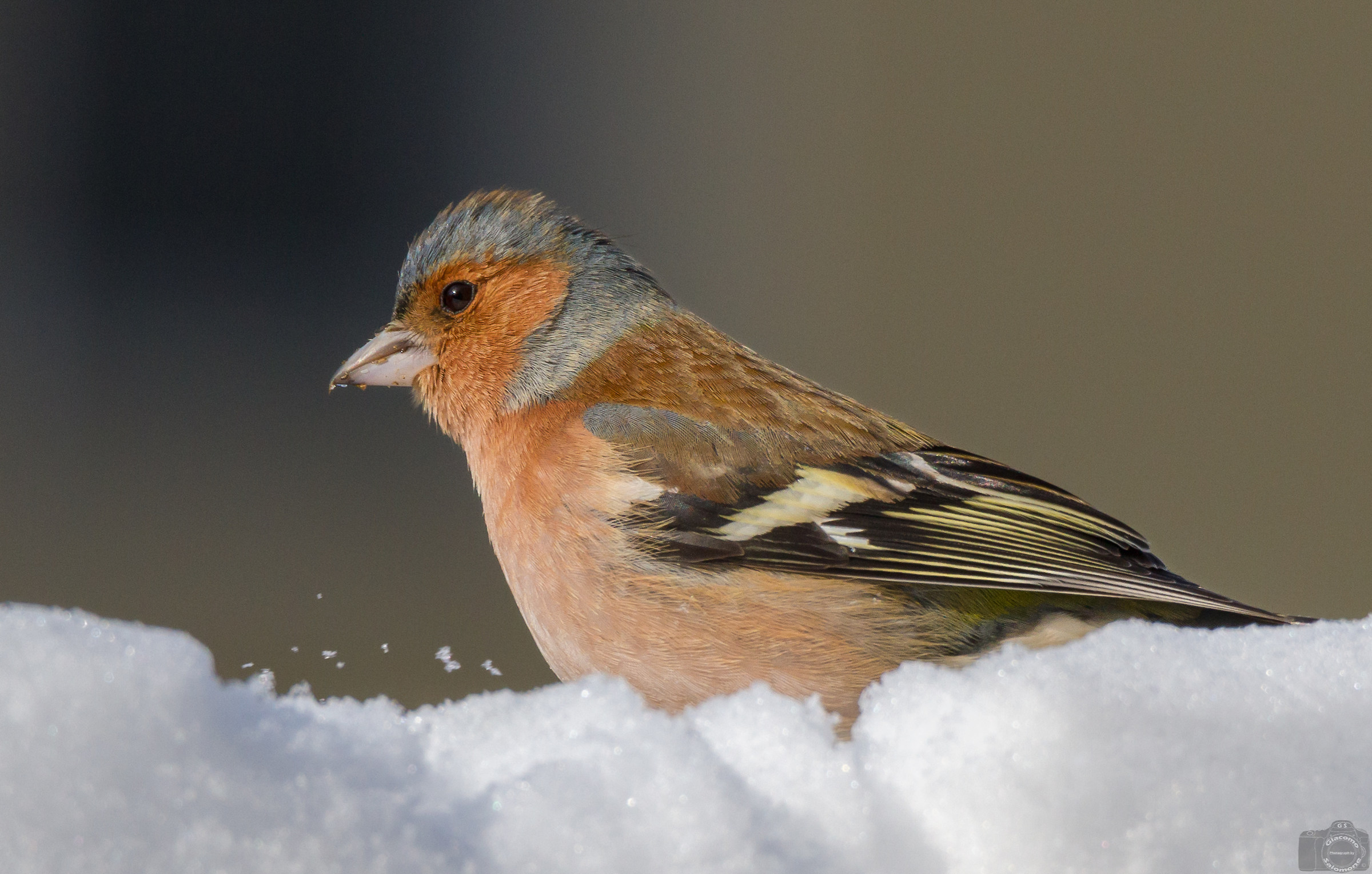 The chaffinch and the snow.