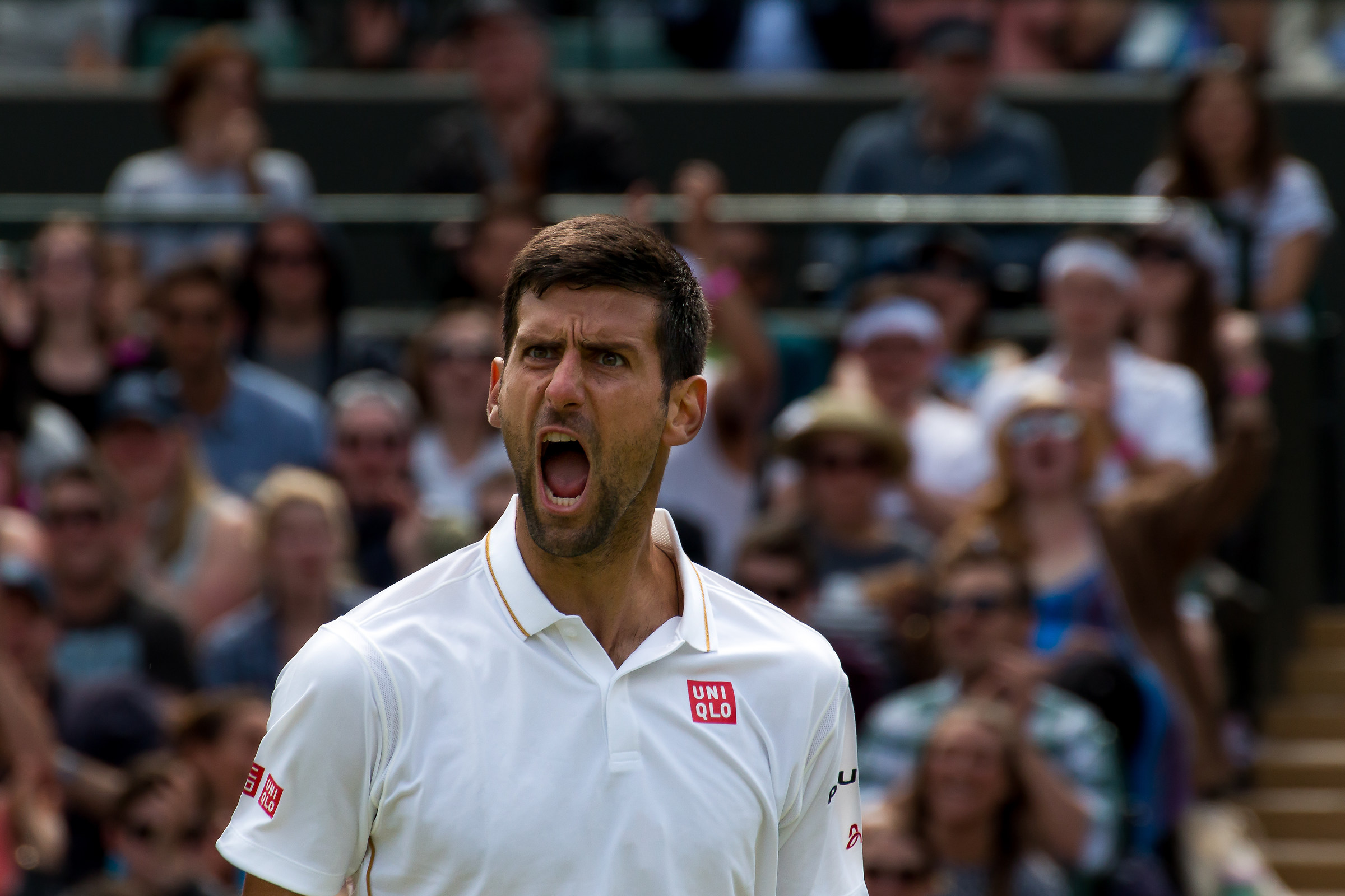 The scream of the lion