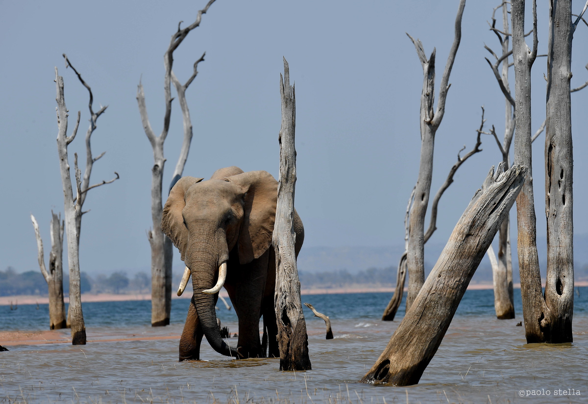 among the skeletons of Kariba