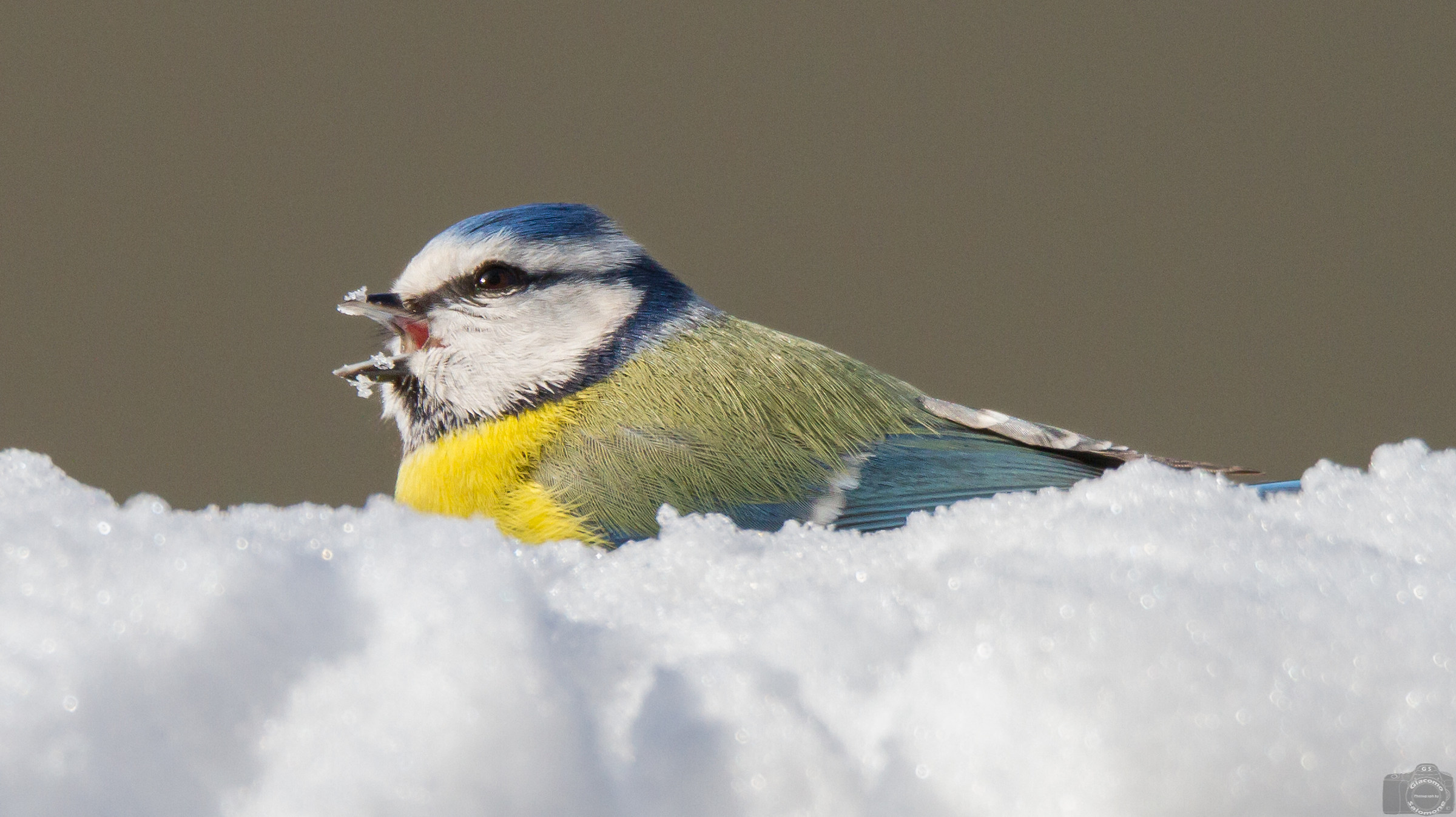 Blue tit immersed in the snow.