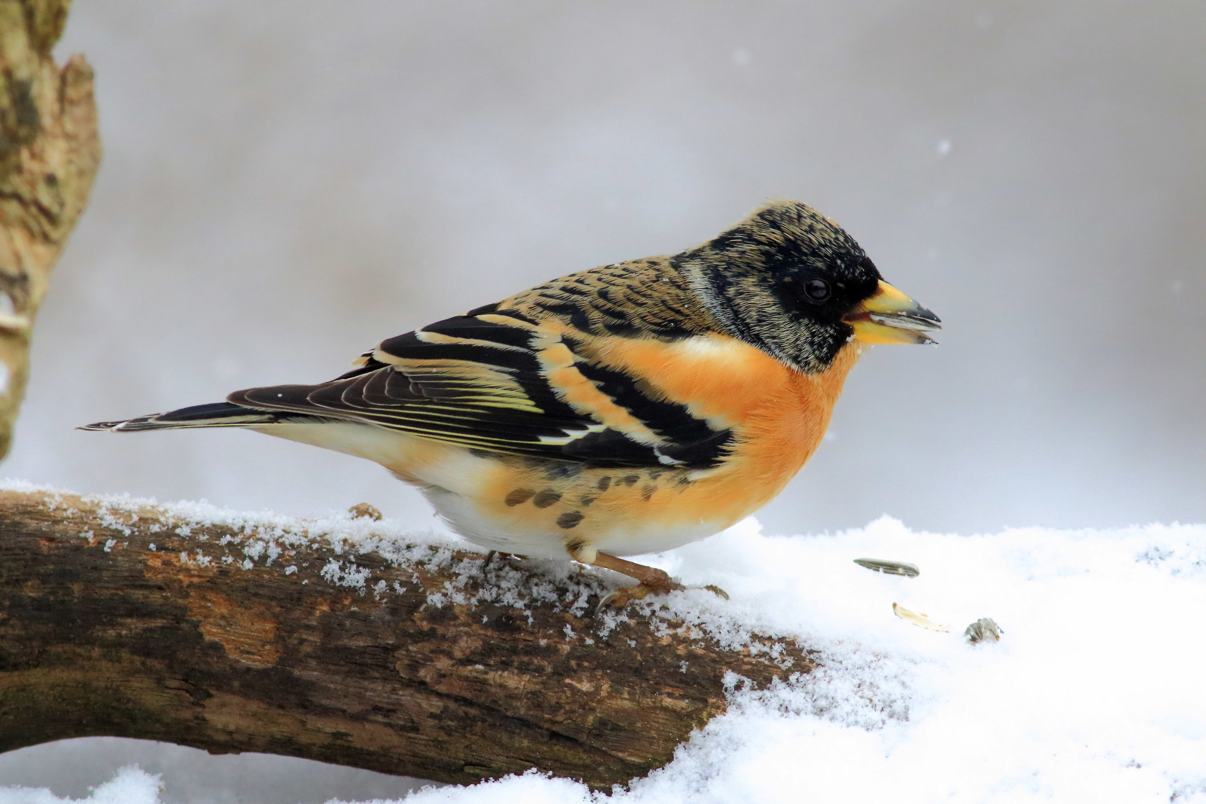 Peppola tra la neve II