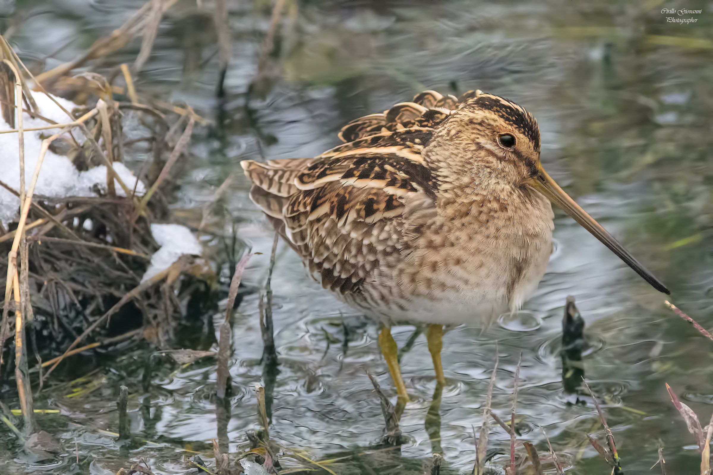 Beccaccino in the snow