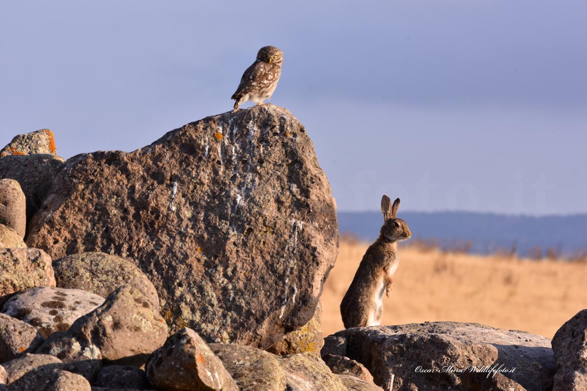 owl e rabbit dai capanni www.wildlifefoto.it