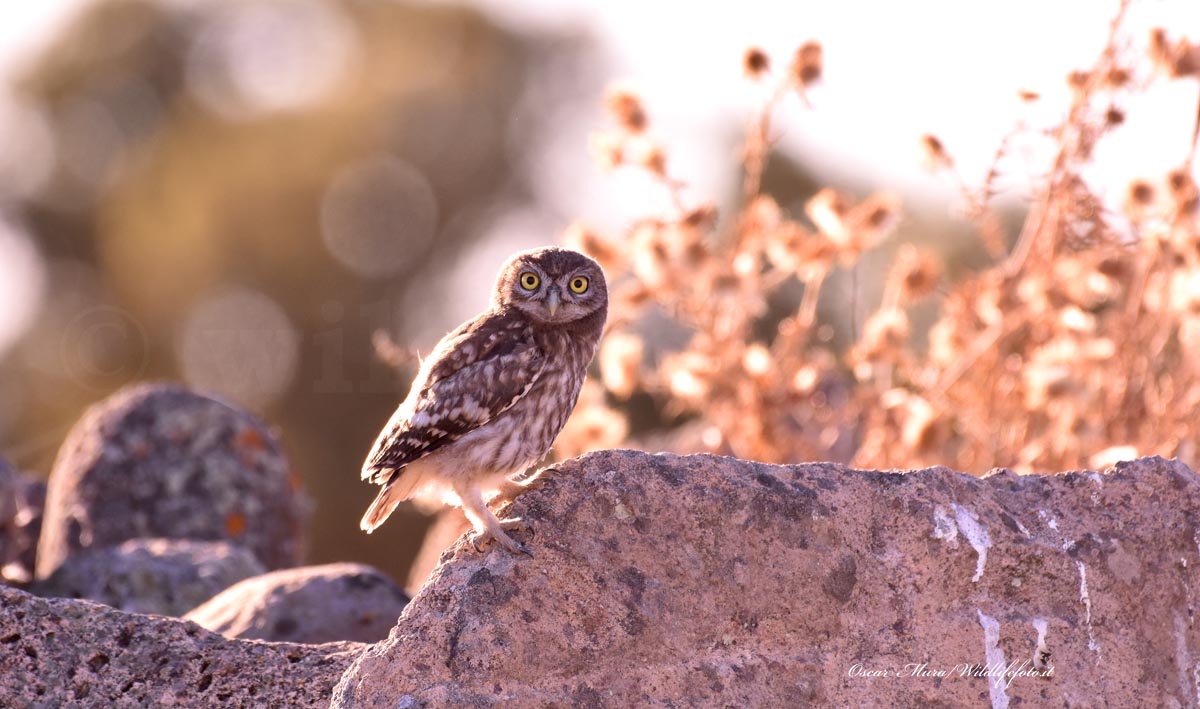 owl e rabbit dai capanni www.wildlifefoto.it