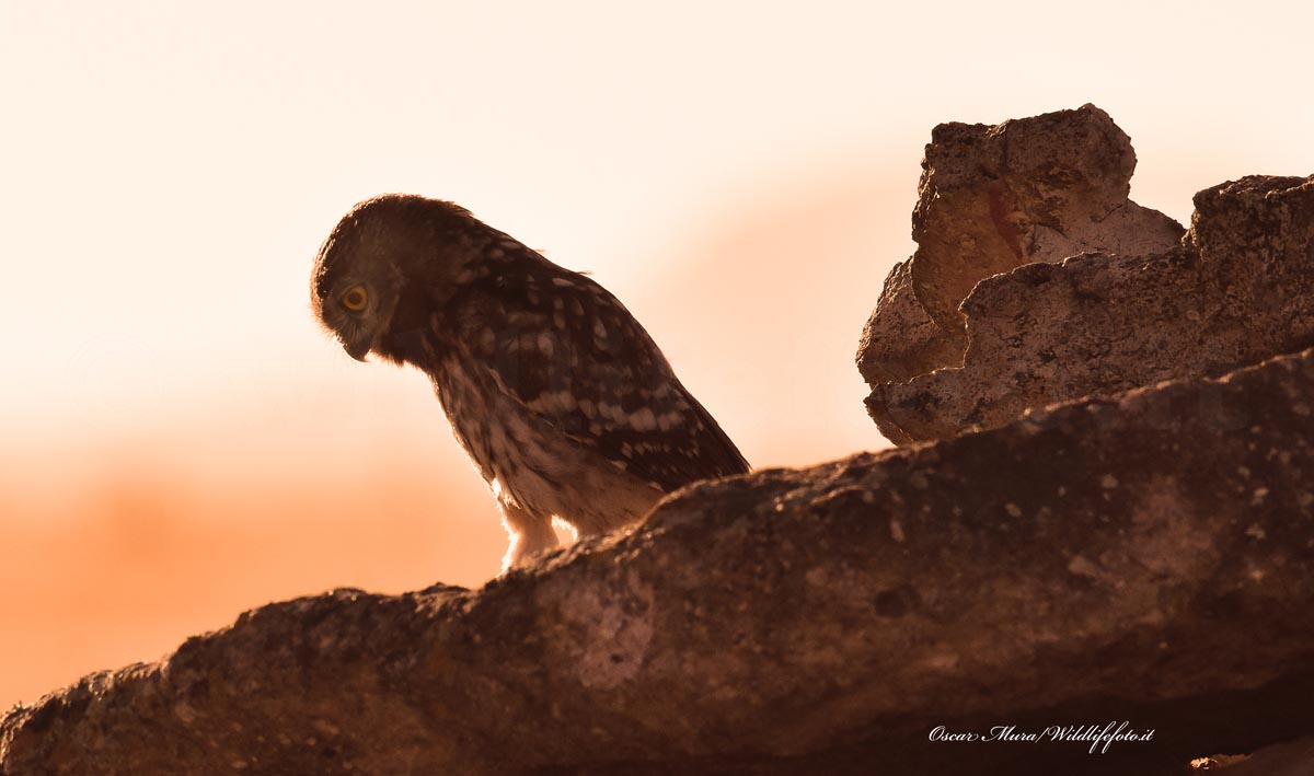 owl e rabbit dai capanni www.wildlifefoto.it