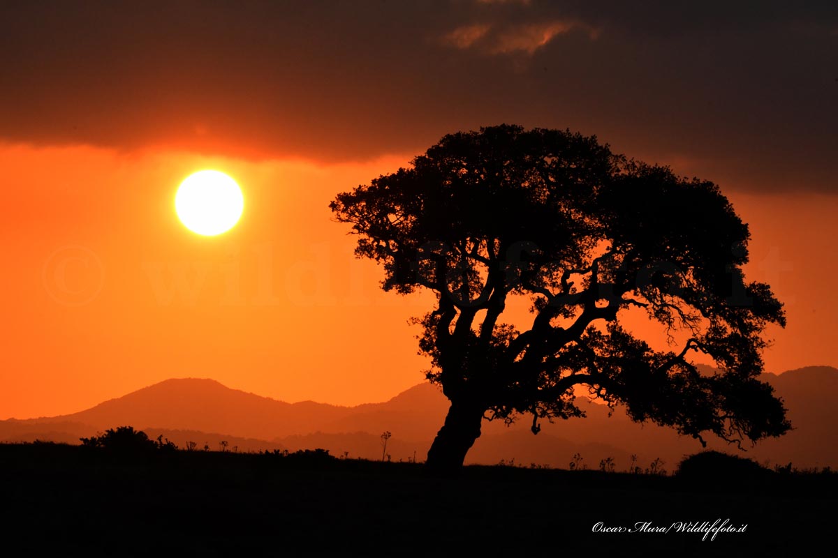 alba dai capanni fotografici