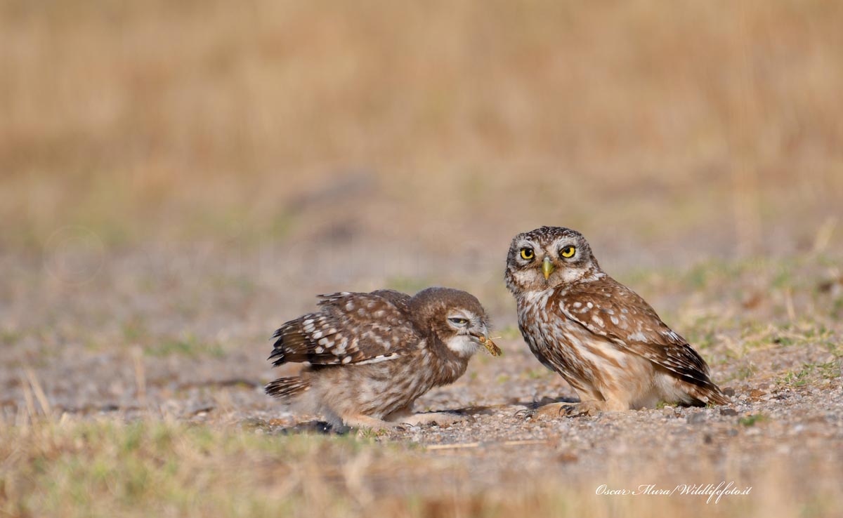 adulto e giovane pullo dai capanni www.wildlifefoto.it