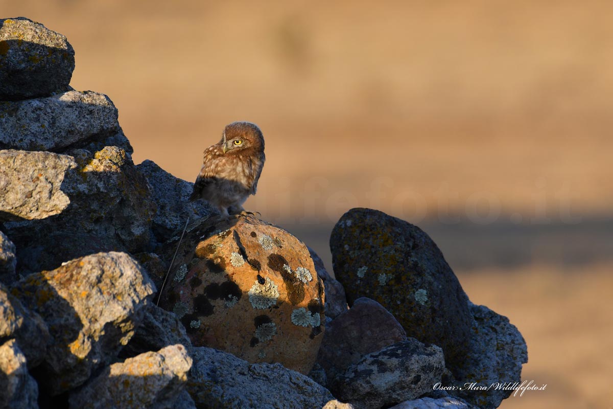 owl e rabbit dai capanni www.wildlifefoto.it