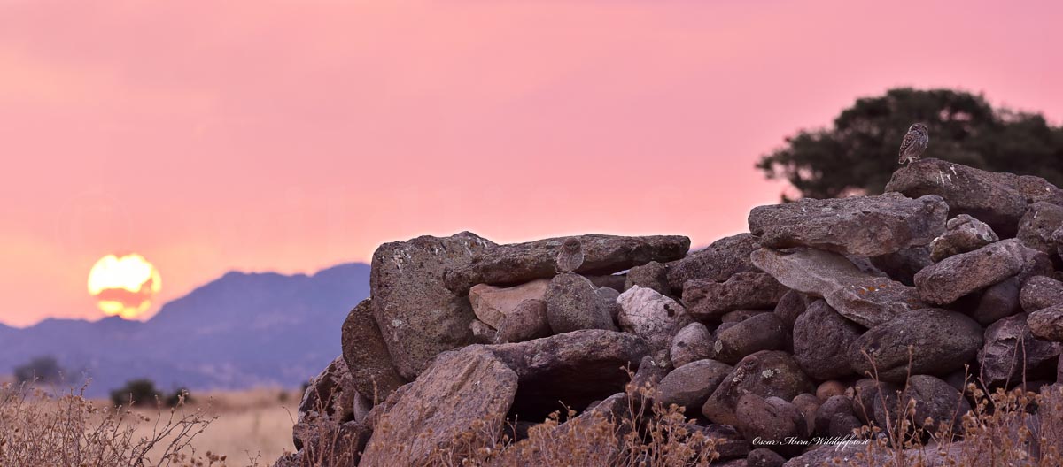 alba e Owl dai capanni www.wildlifefoto.it